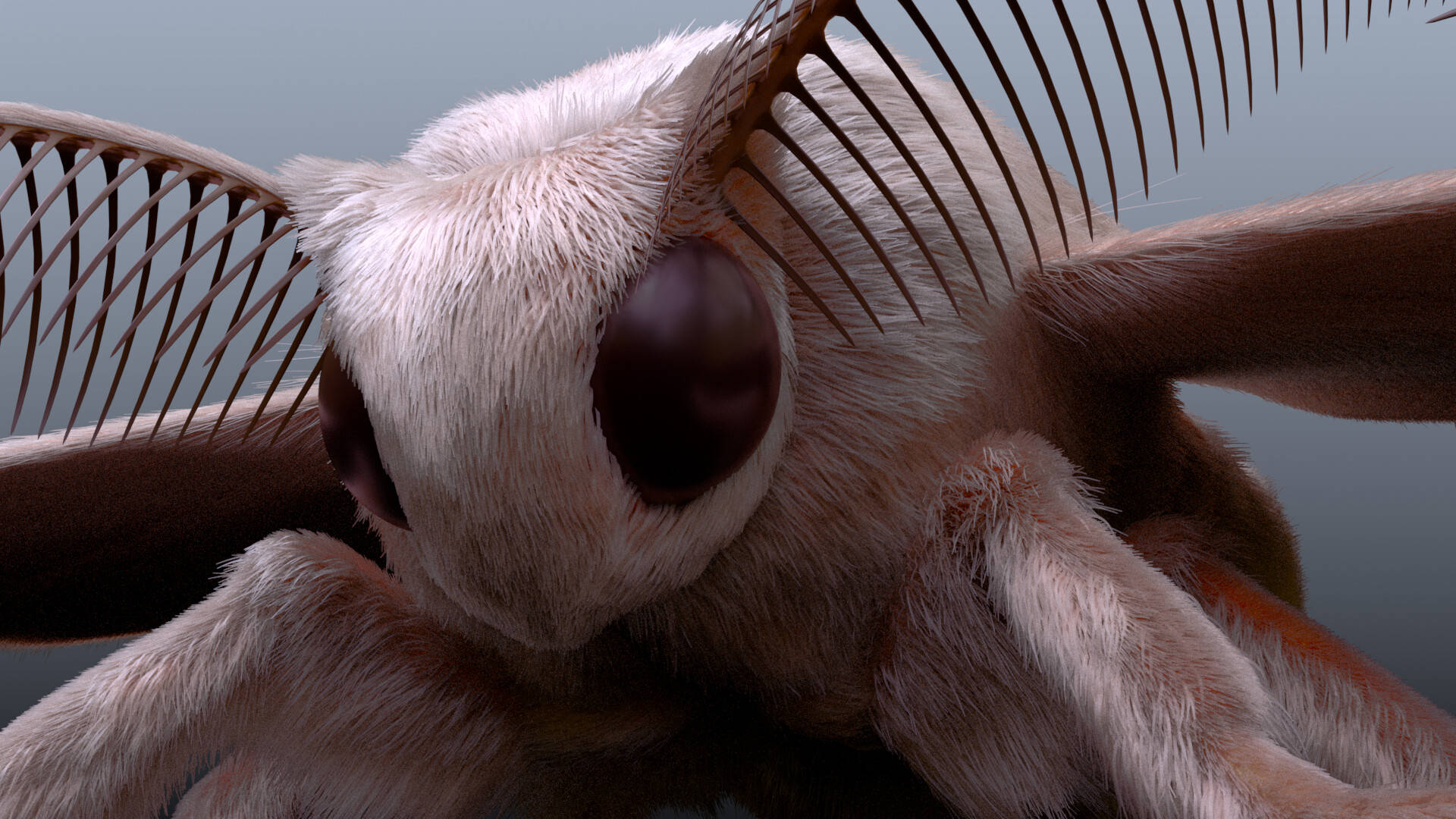 silkmoth, fuzzy moth, large dark eyes, Full HD Desktop Wallpaper