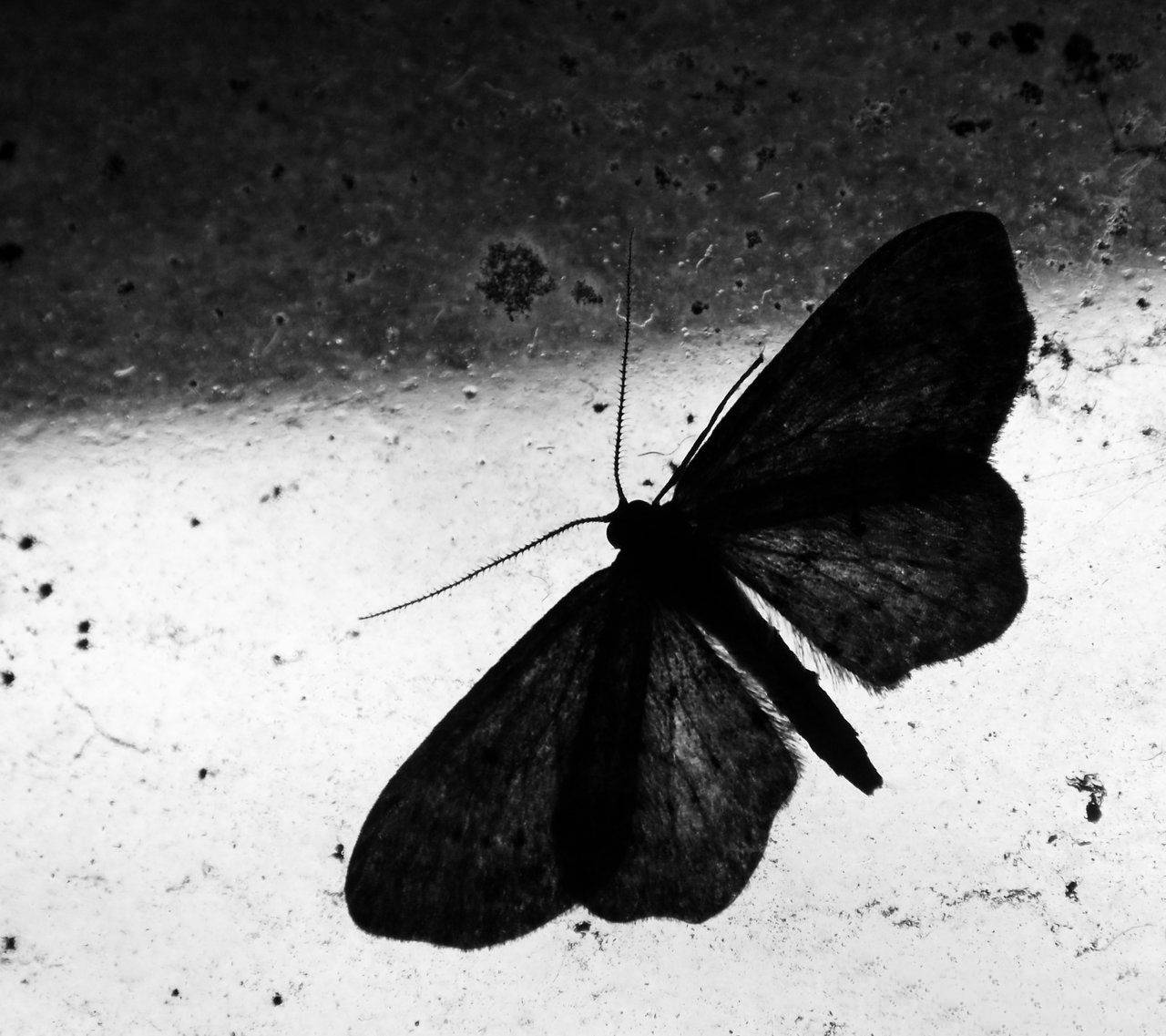 moth, window, black and white, HD Desktop Wallpaper