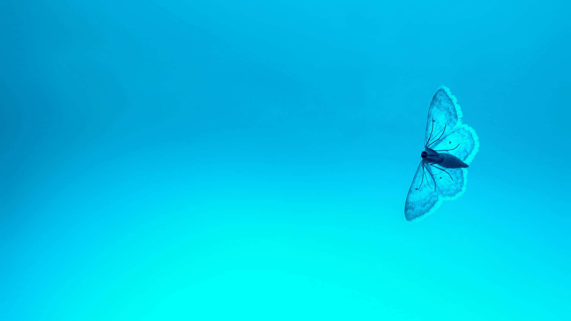blue moth, intricate wing patterns, gradient turquoise sky, Full HD Desktop Wallpaper
