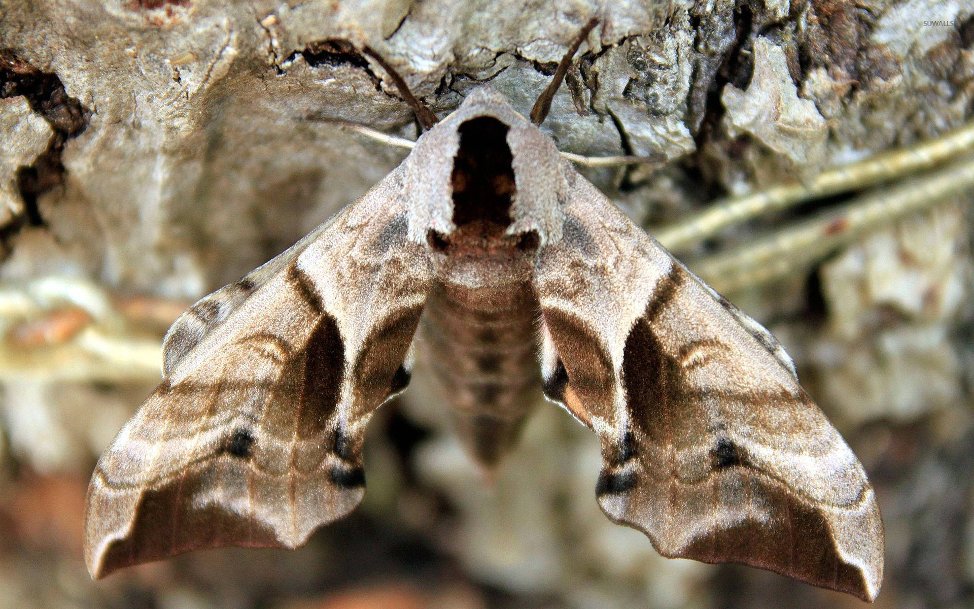 Moth, brown, cave, Full HD Desktop Wallpaper
