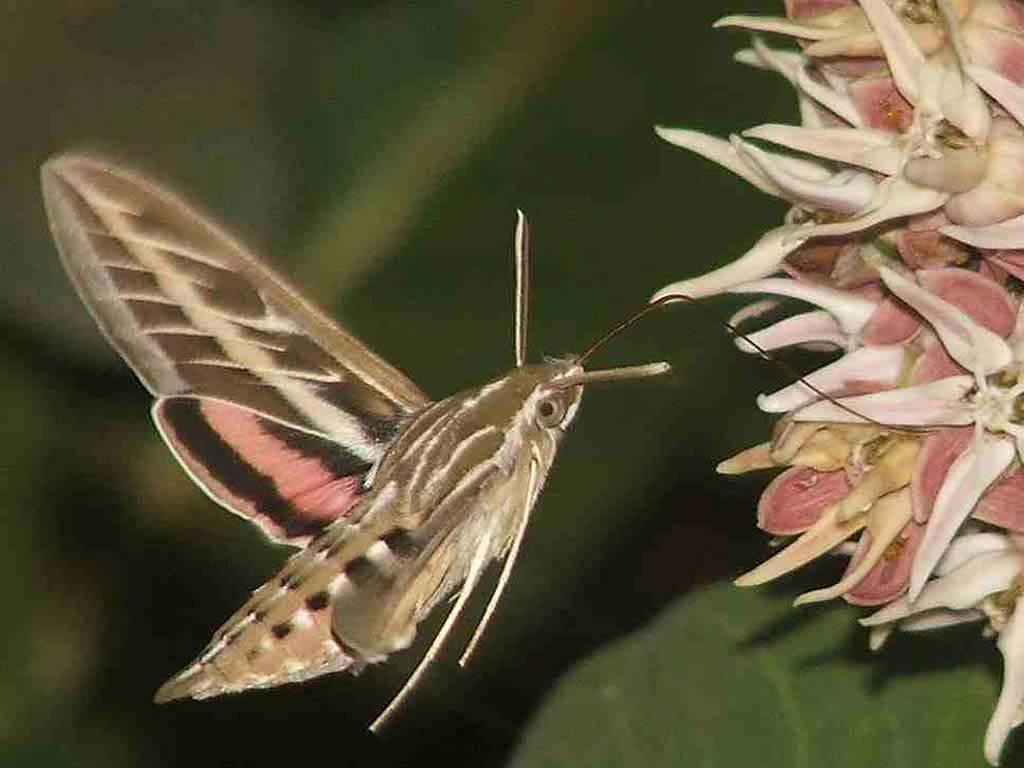 hummingbird moth, pink and white flower, delicate petals, SD Desktop Wallpaper