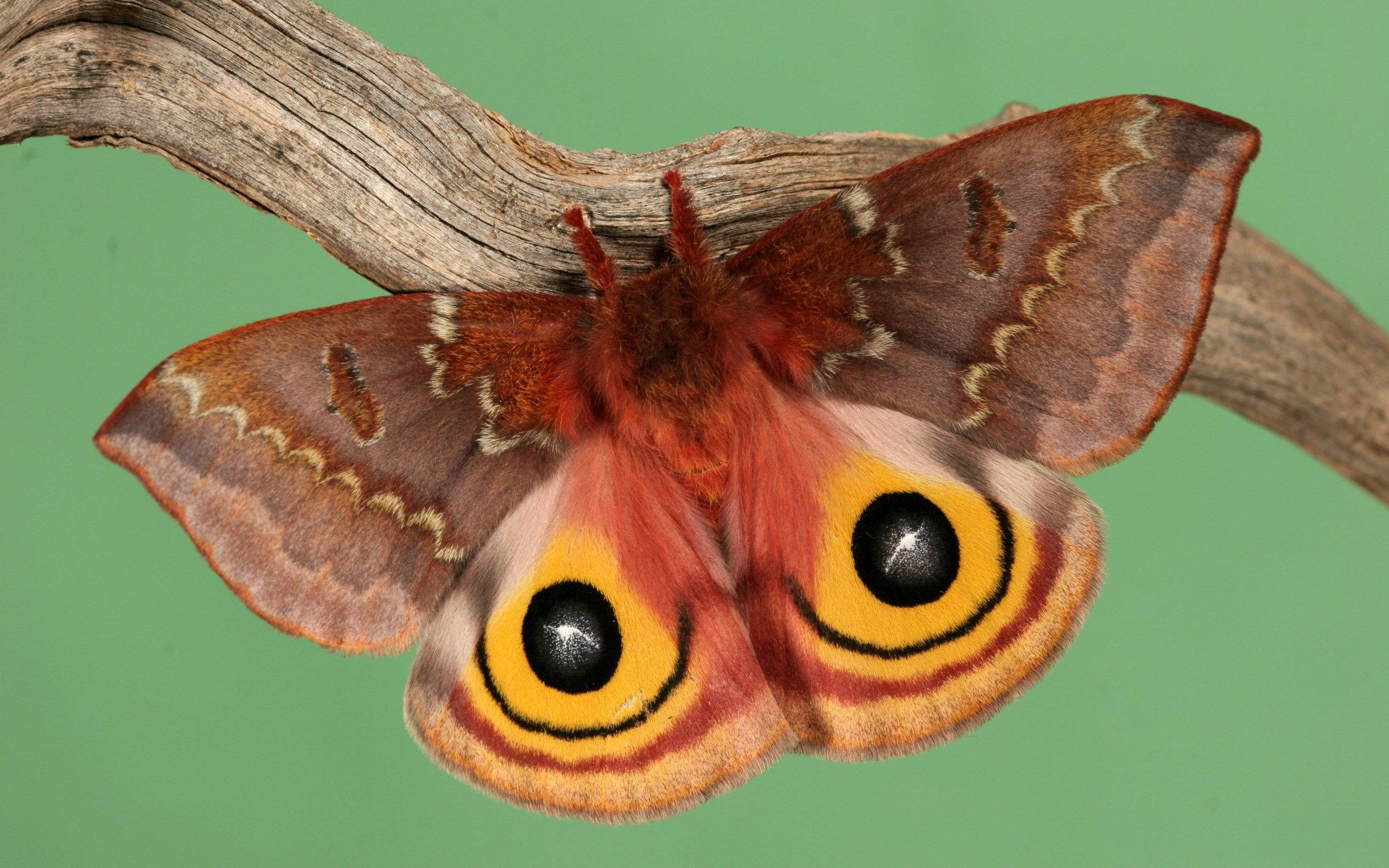 moth, brown, eye-like patterns, 2K Desktop Wallpaper