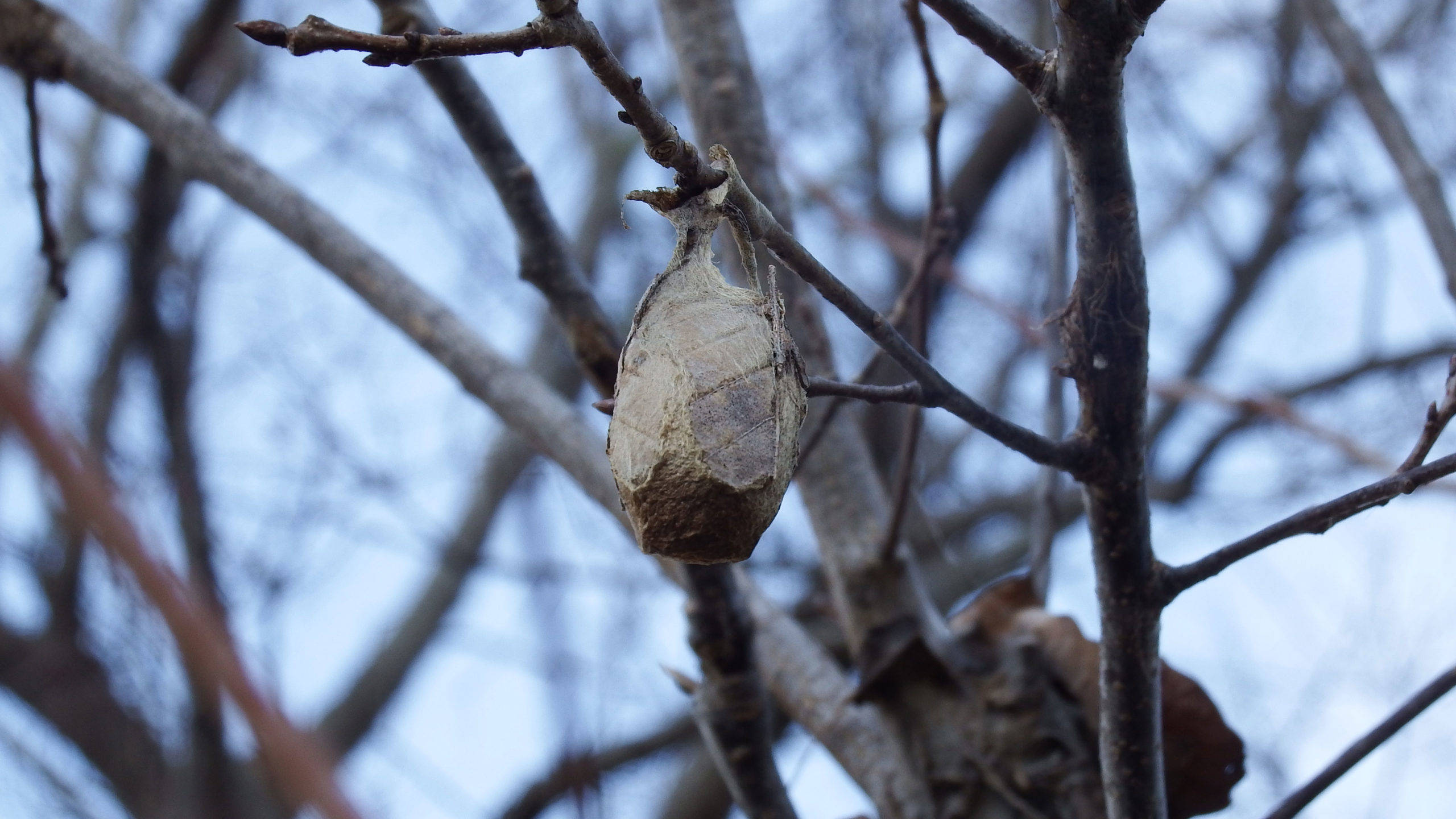 huge moth cocoon, weathered cocoon, bare winter branches, 2K Desktop Wallpaper