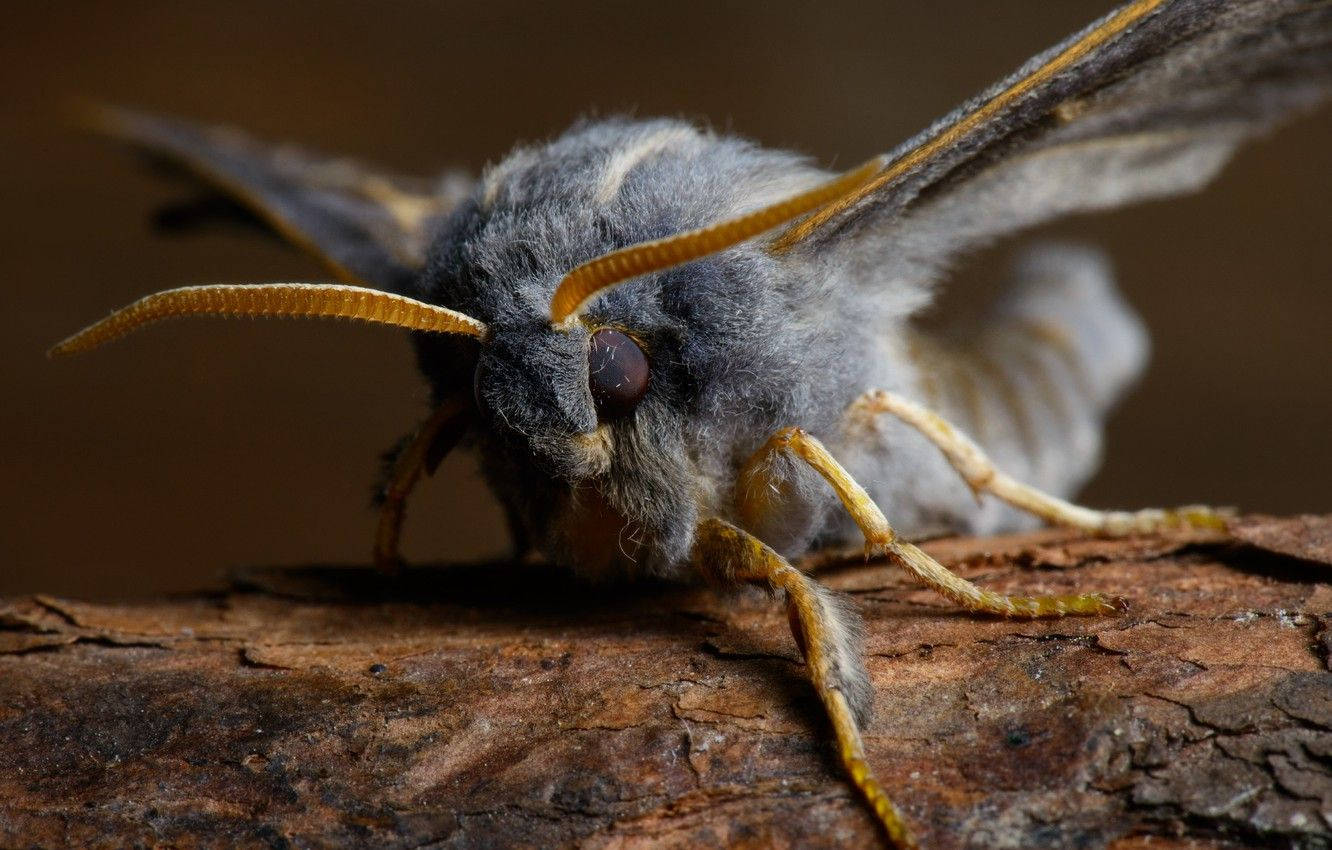 moth, black and yellow, branch, HD Desktop Wallpaper