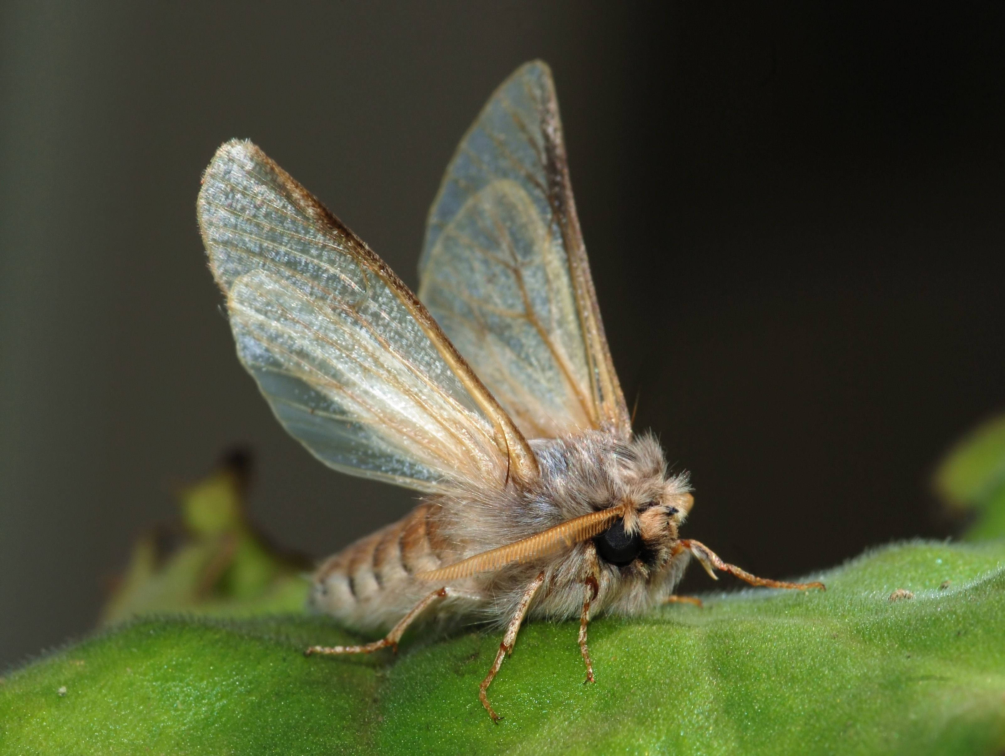 Moth, clear wings, leaf, 2K Desktop Wallpaper