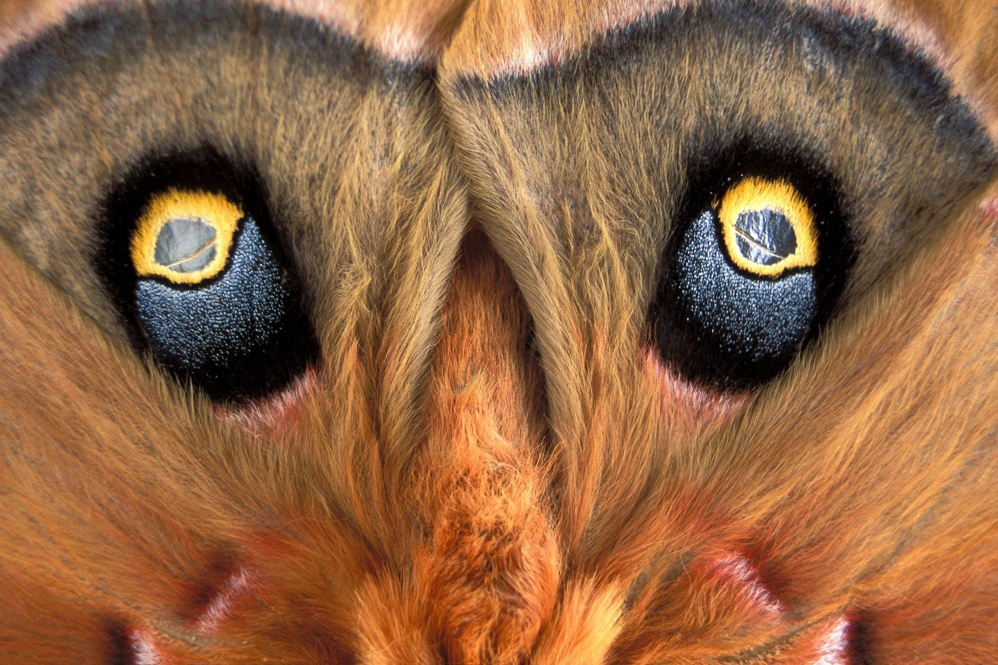 moth, yellow rings, dark blue irises, Full HD Desktop Wallpaper