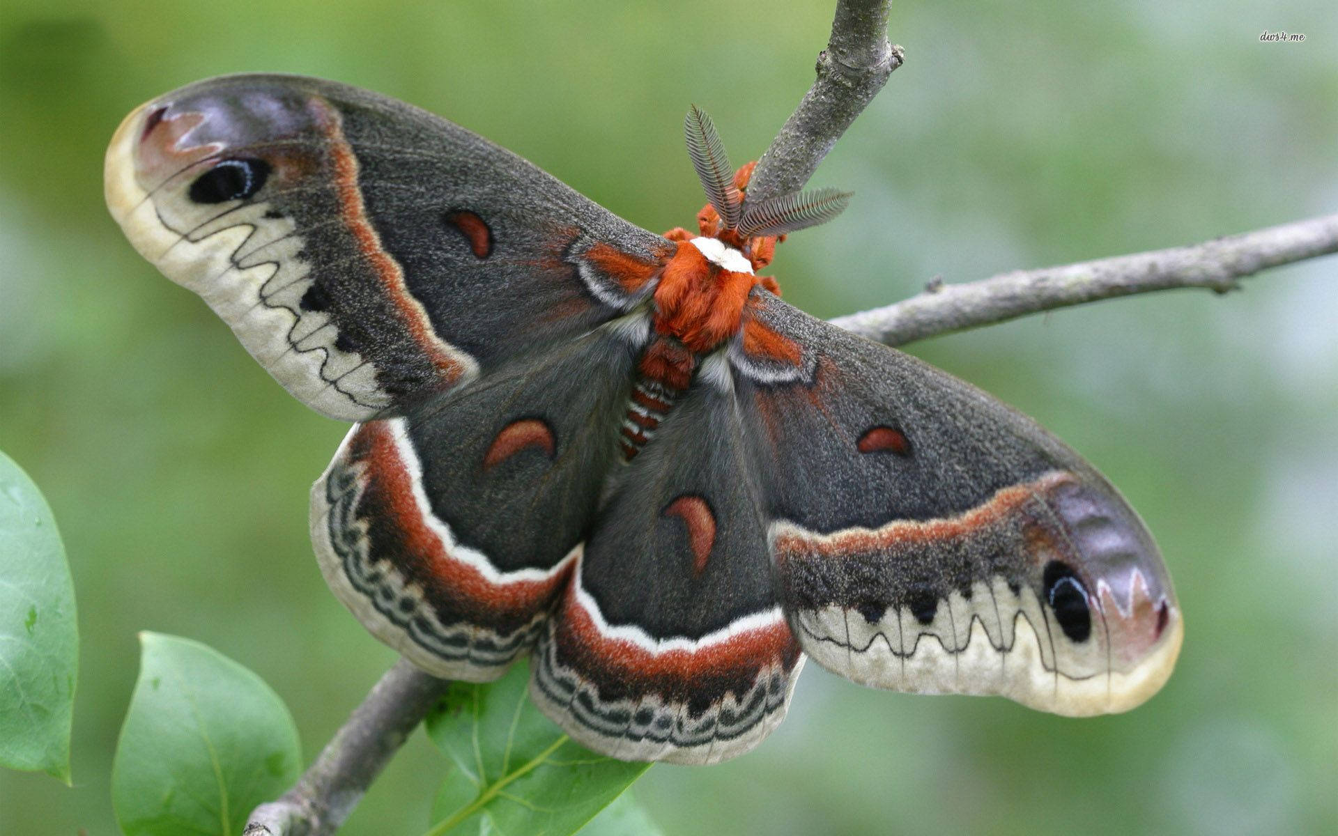 Moth, green wings, red wings, Full HD Desktop Wallpaper