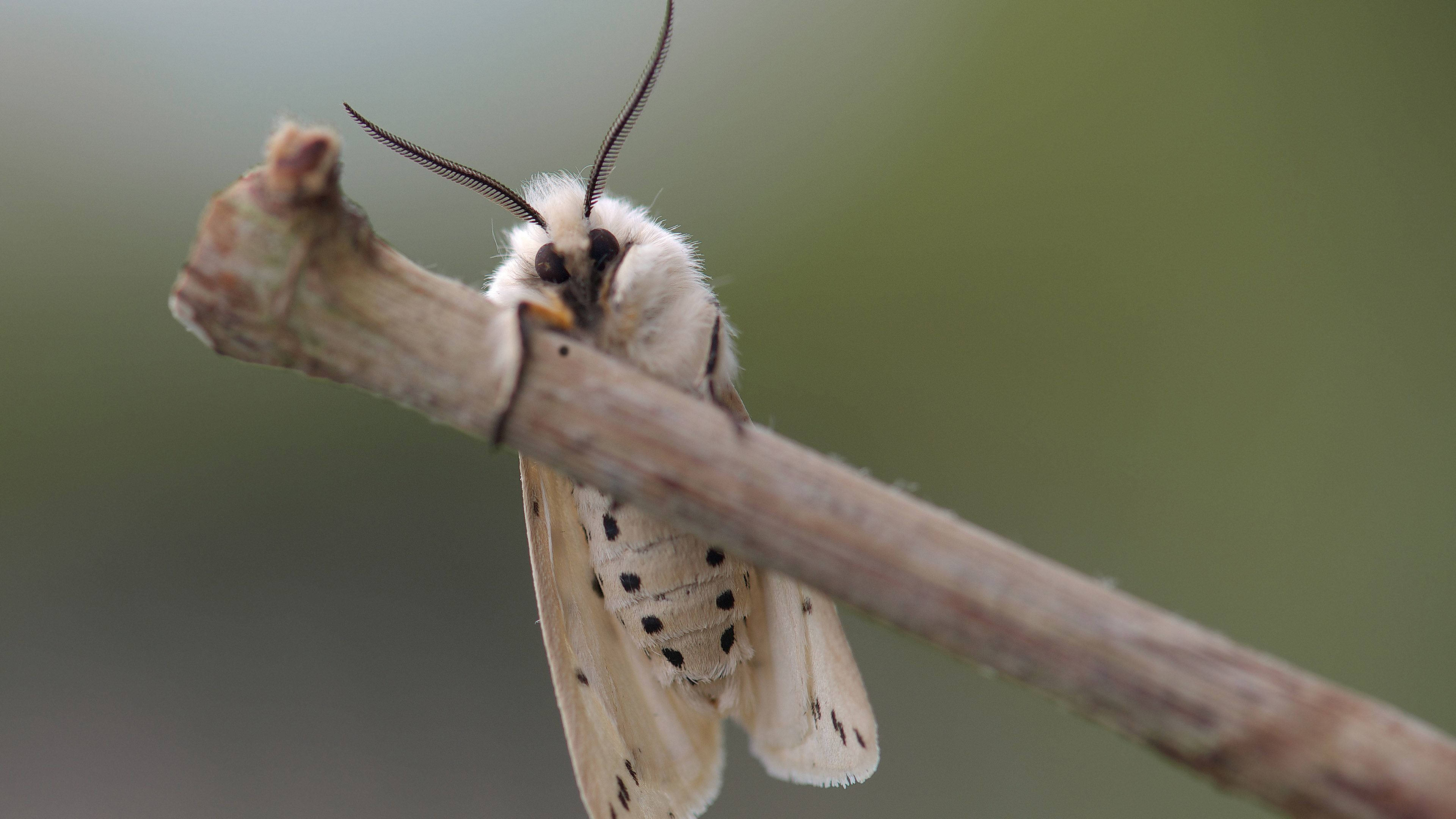 moth, black and white pattern, branch, 4K Desktop Wallpaper