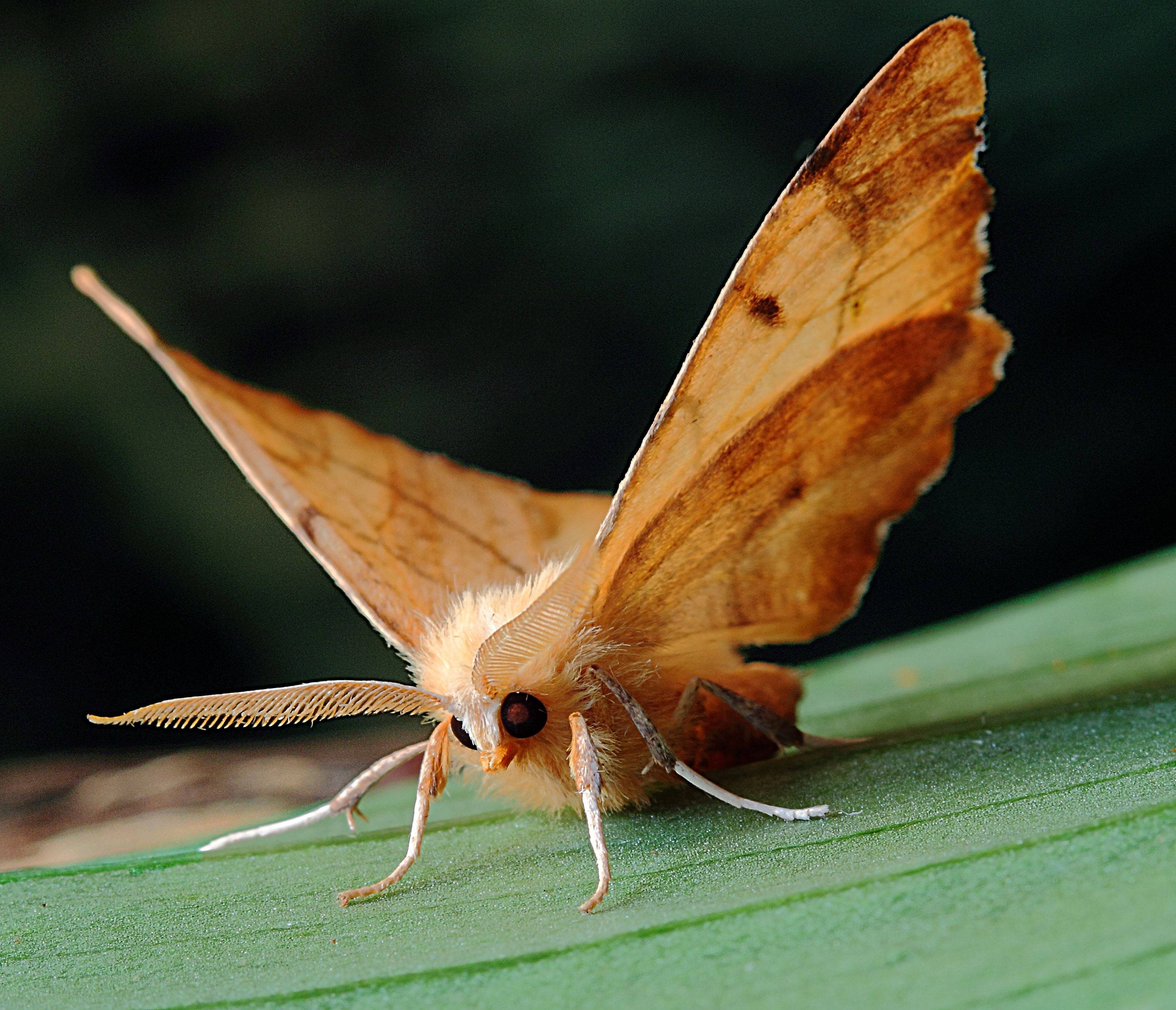 moth, spread wings, leaf, 2K Desktop Wallpaper
