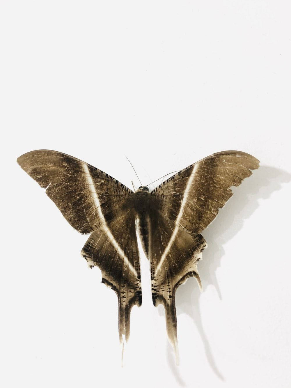 Moth, brown, white stripes, HD Phone Wallpaper