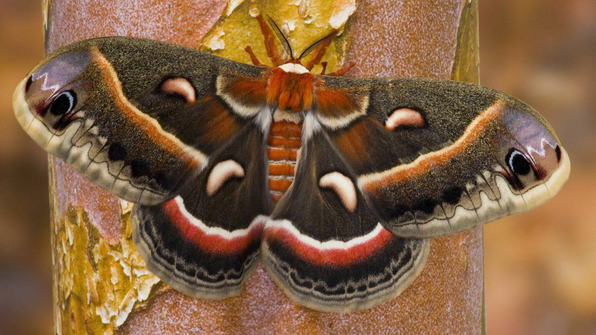 owl moth, eye-like patterns, textured tree trunk, Full HD Desktop Wallpaper