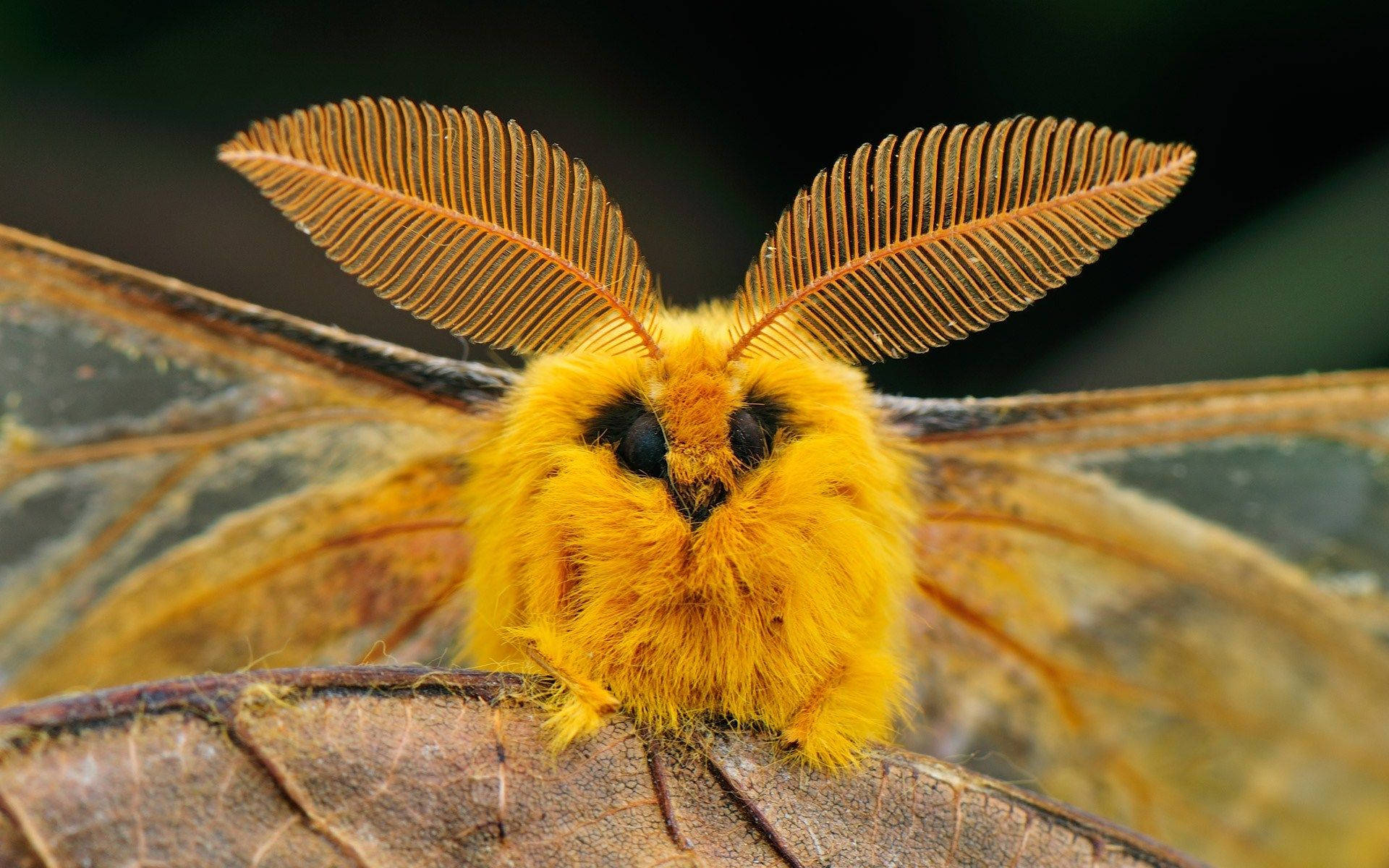 Moth, yellow, fuzzy, Full HD Desktop Wallpaper