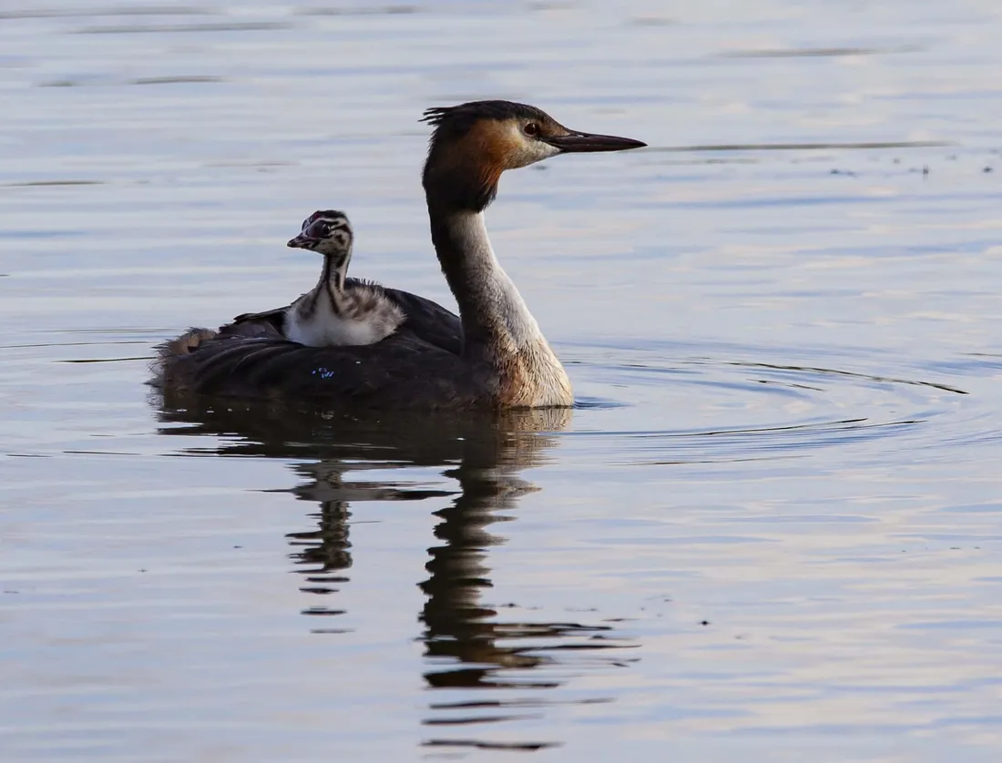 Mother Bird