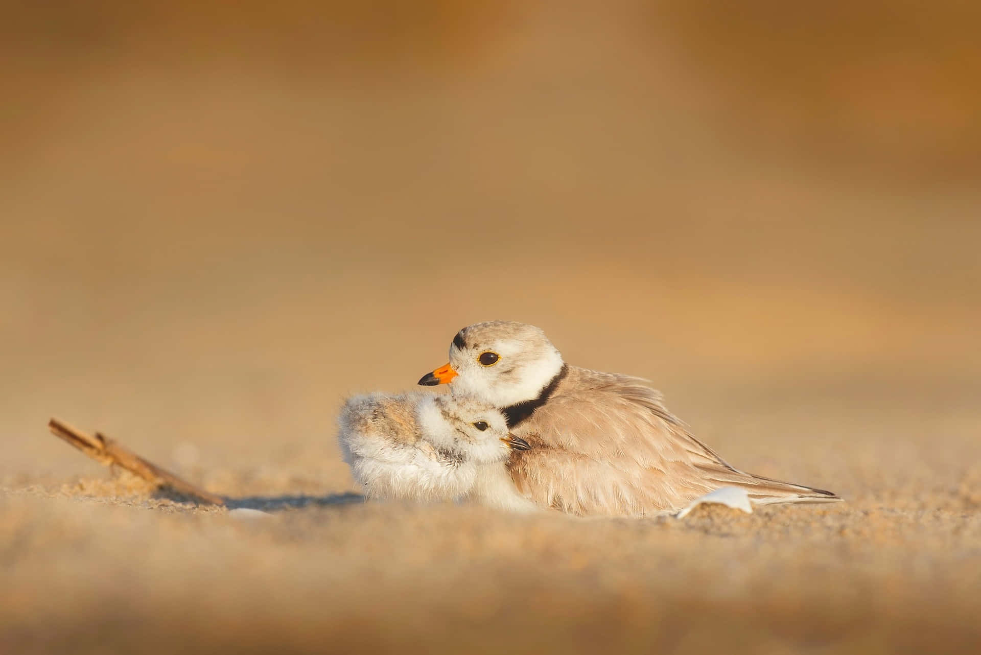 piping plover, adult, chick, Full HD Desktop Wallpaper