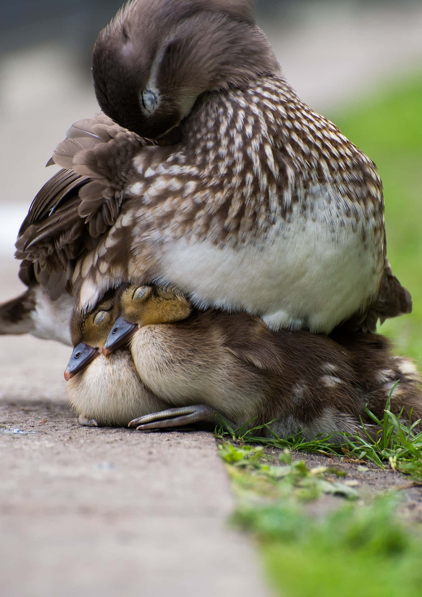 Mother Bird, duck, ducklings, Full HD Phone Wallpaper