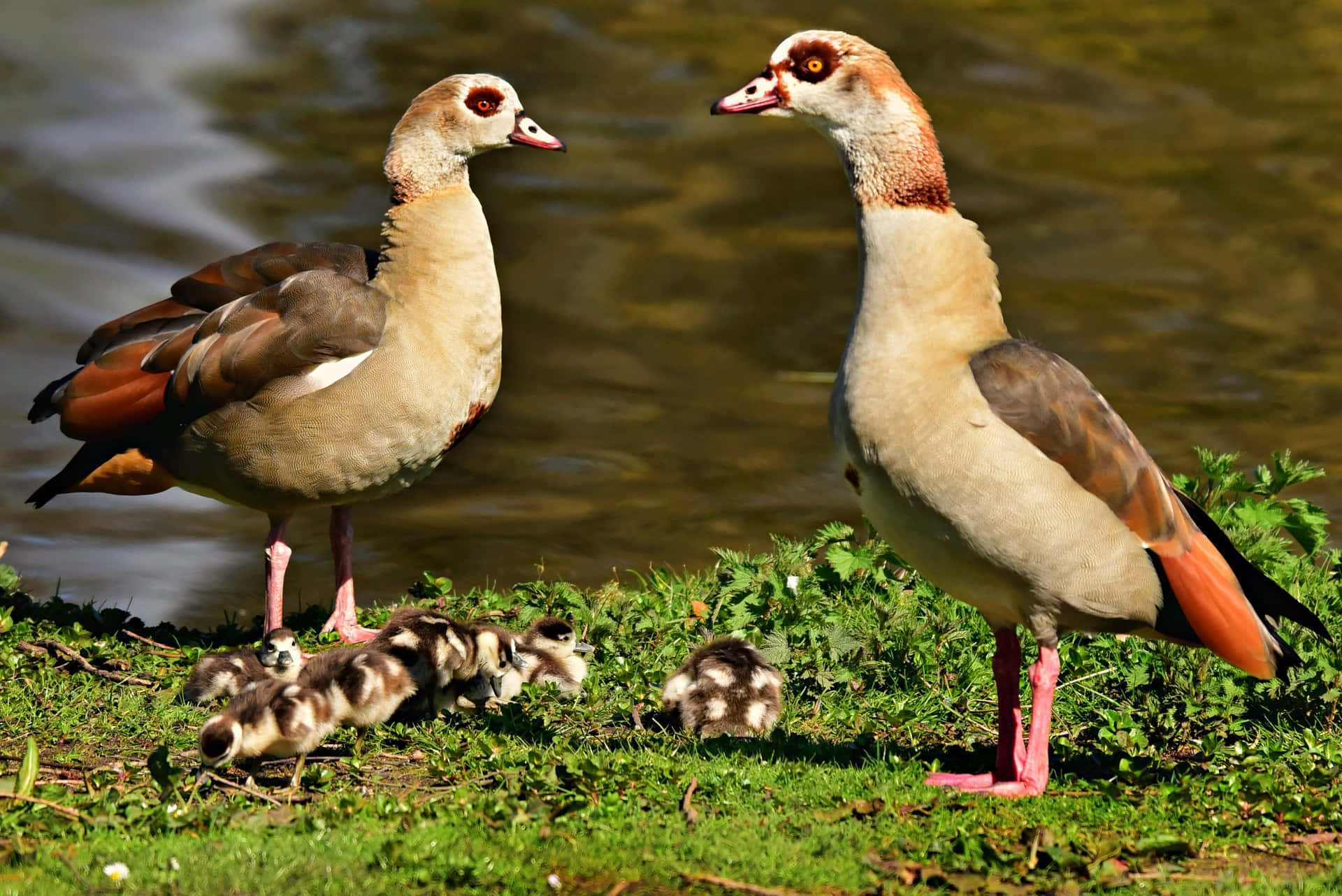 Egyptian geese, mother bird, fluffy chicks, Full HD Desktop Wallpaper