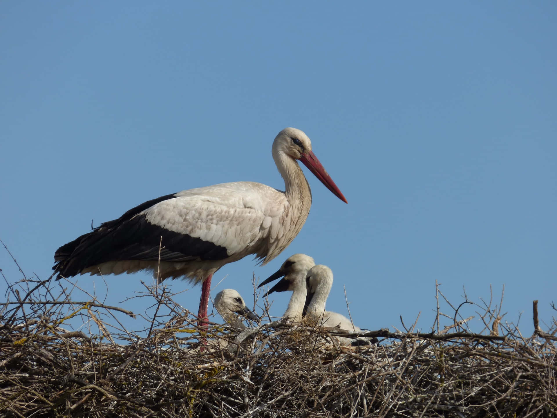 white stork, black wings, chicks, Full HD Desktop Wallpaper