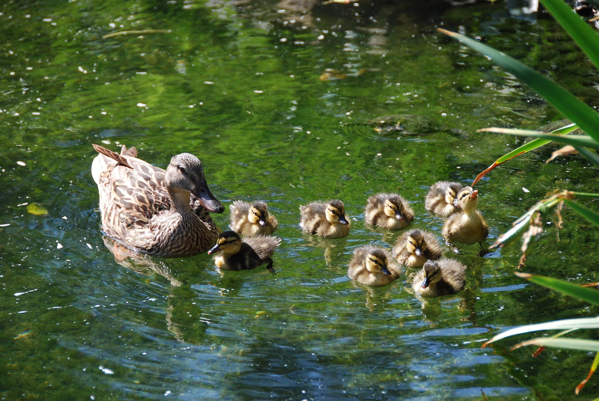 Domestic Duck, mother bird, sunlit pond, Full HD Desktop Wallpaper