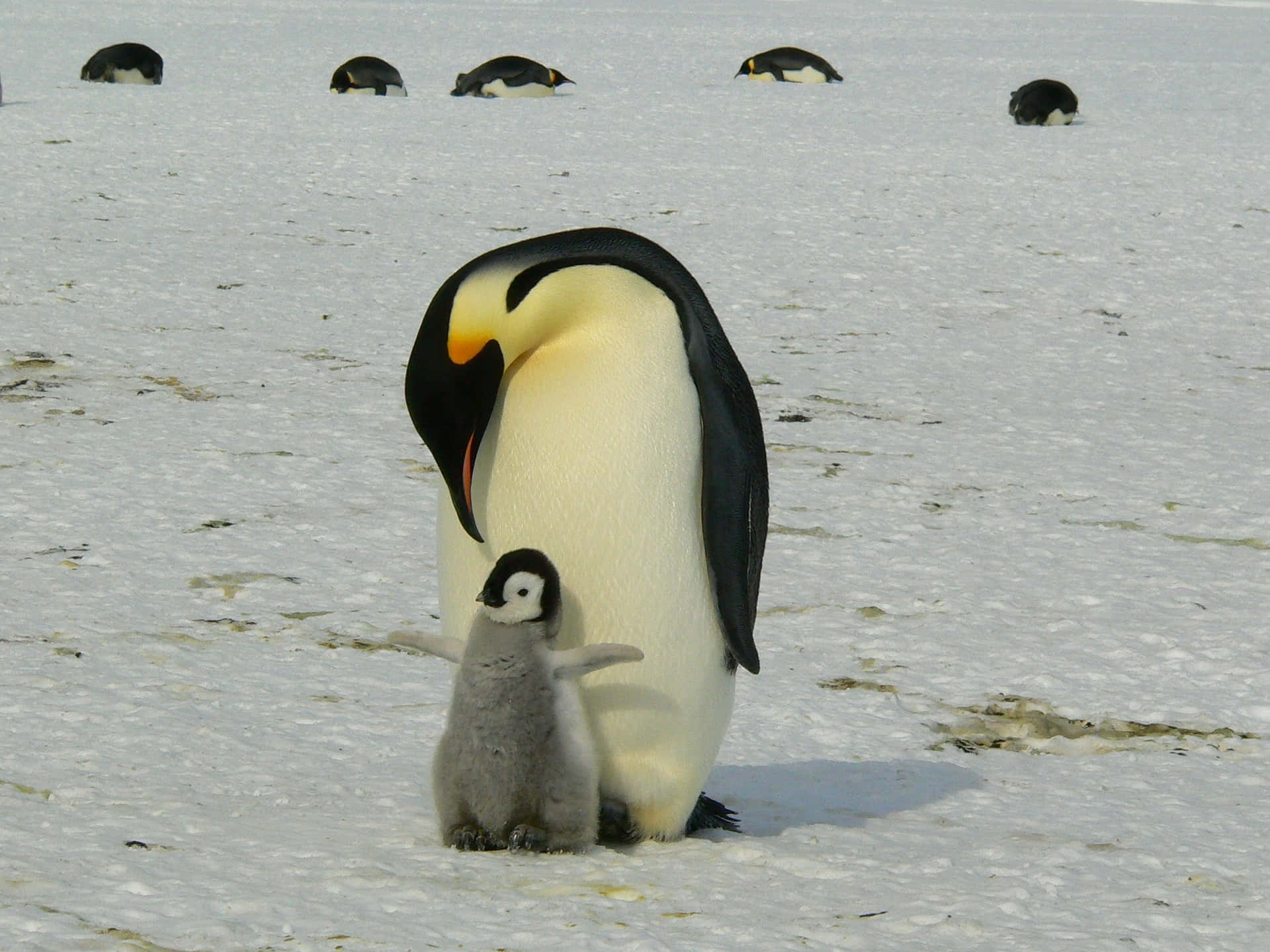 emperor penguin, fluffy chick, vast snowy Antarctic plain, Full HD Desktop Wallpaper