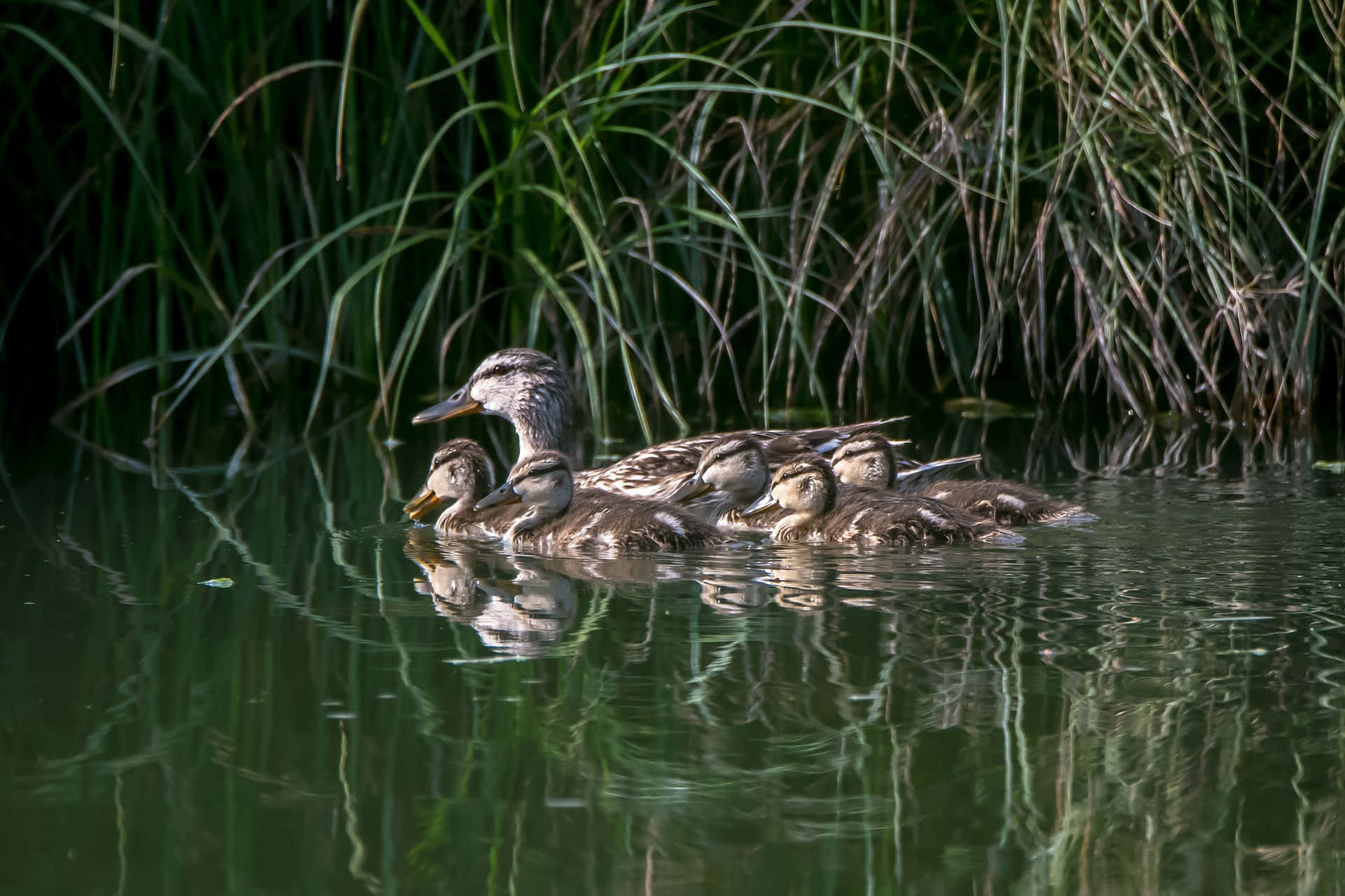 Mallard Duck, mother bird, ducklings, Full HD Desktop Wallpaper