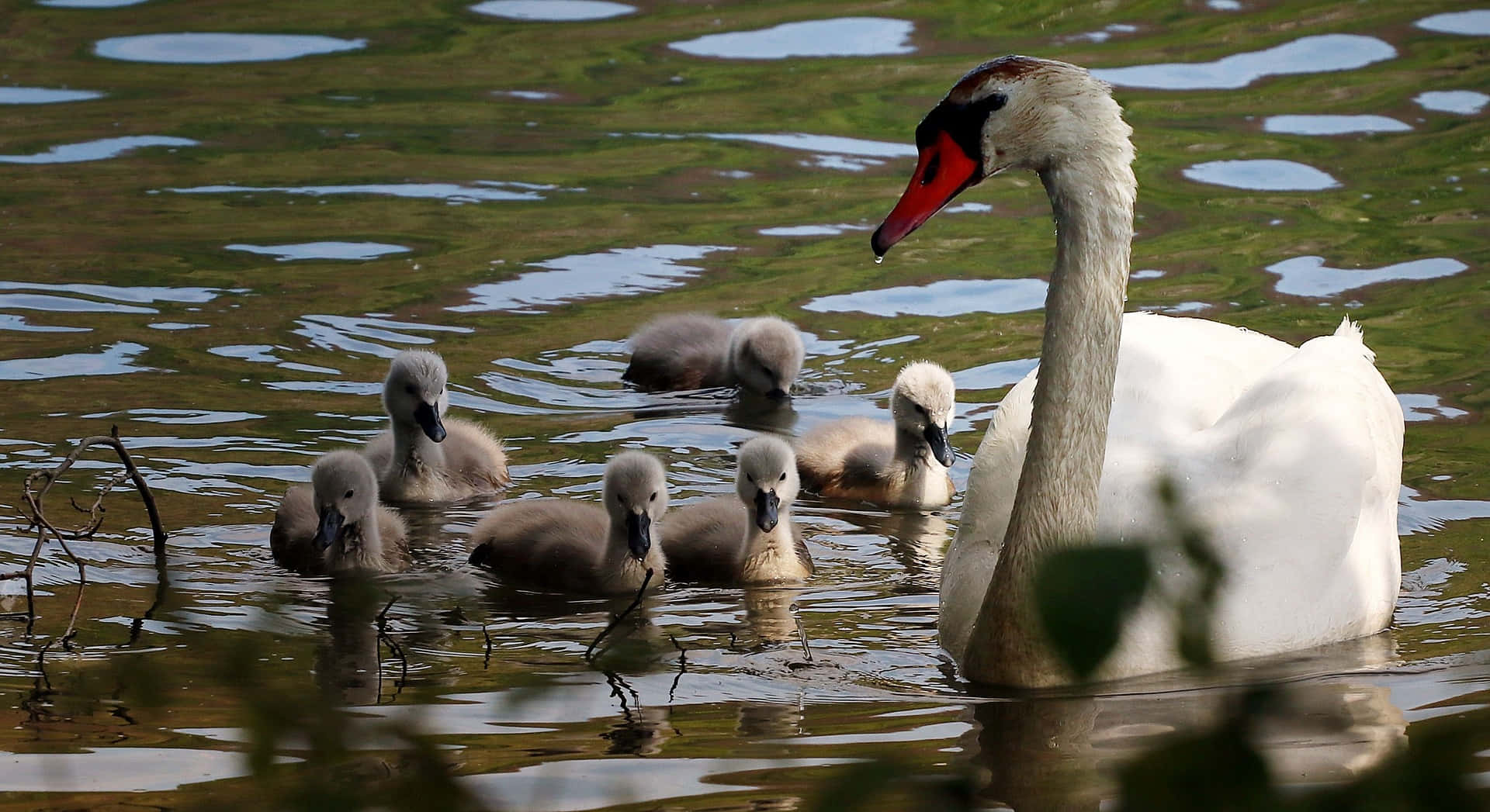 Mother Bird, swan, six cygnets, Full HD Desktop Wallpaper