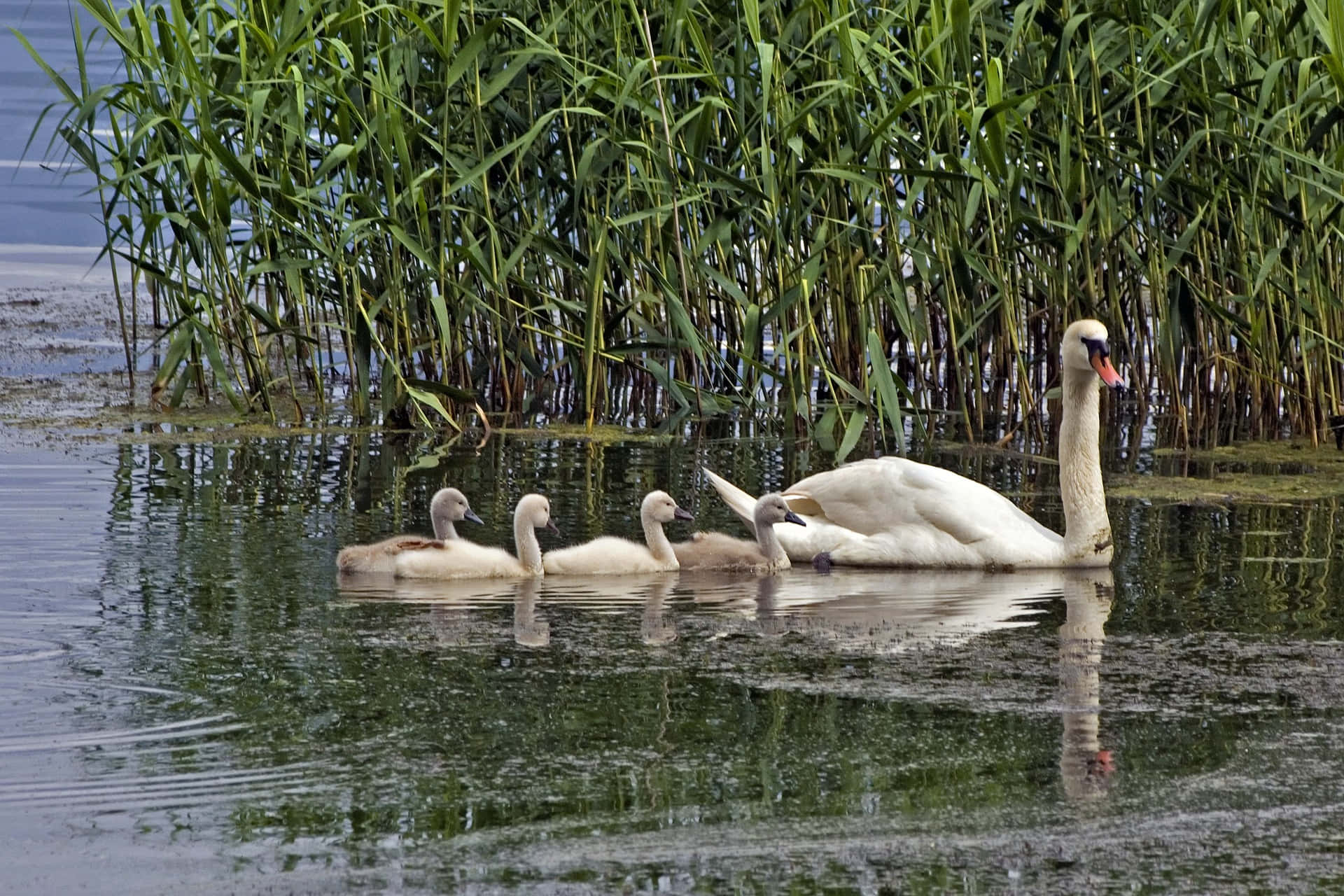 mute swan, mother bird, calm waters, Full HD Desktop Wallpaper