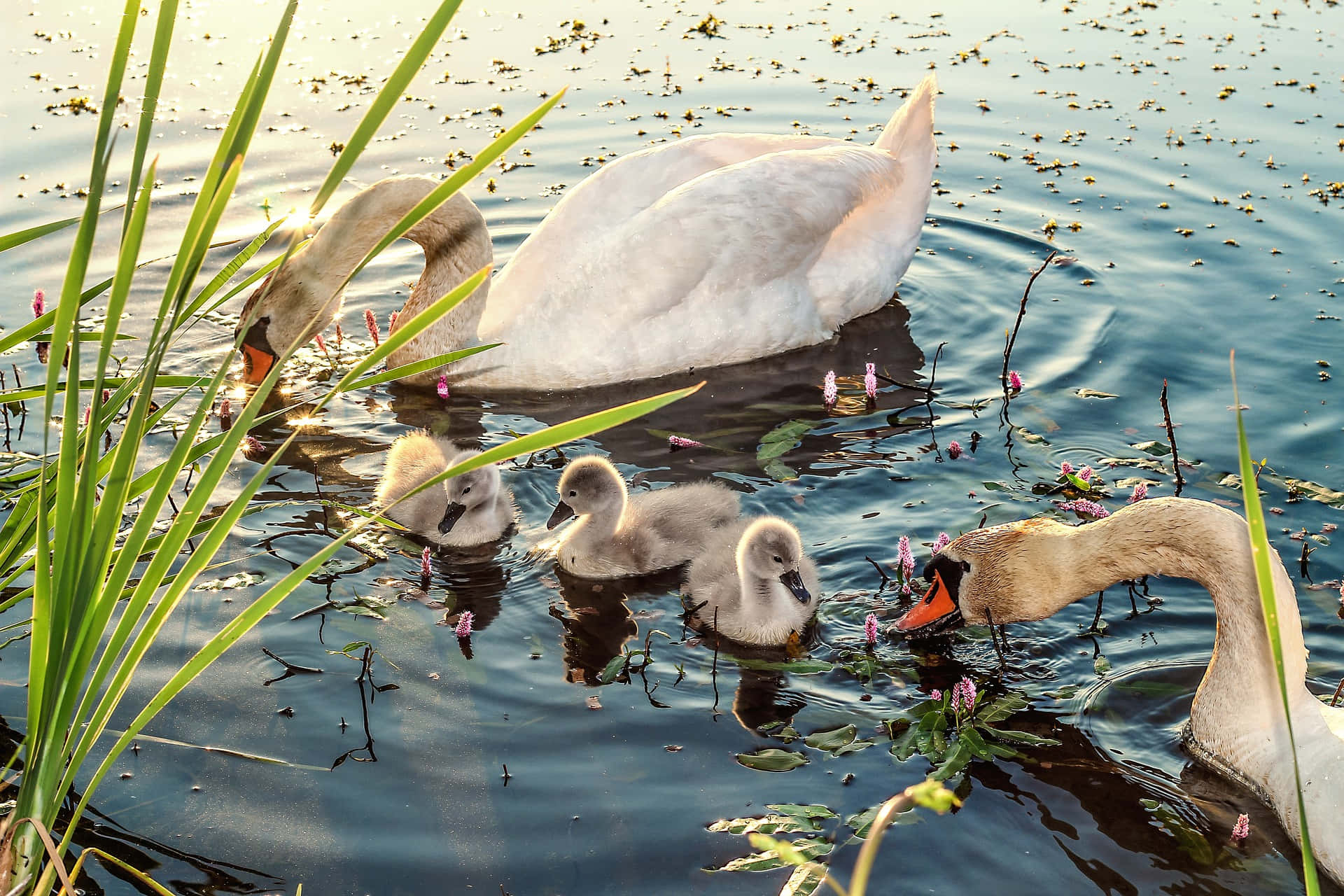 mute swan, mother bird, cob, Full HD Desktop Wallpaper