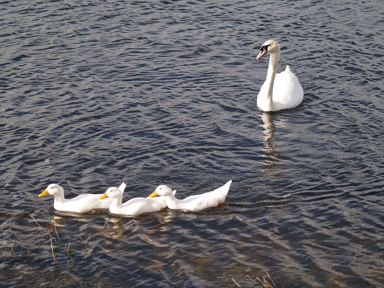 mute swan, mother bird, lake, HD Desktop Wallpaper