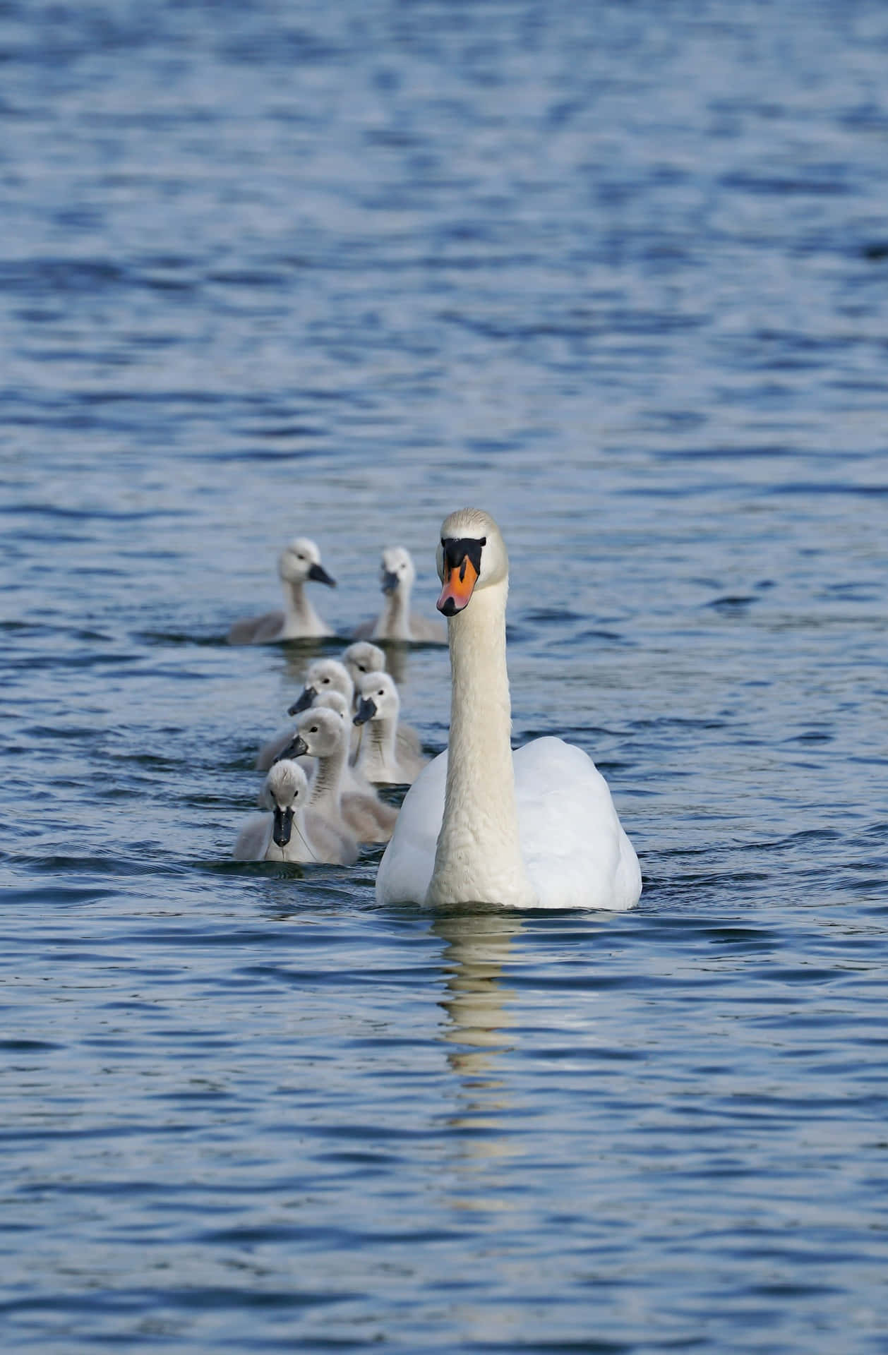 mute swan, cygnets, calm blue water, Full HD Phone Wallpaper