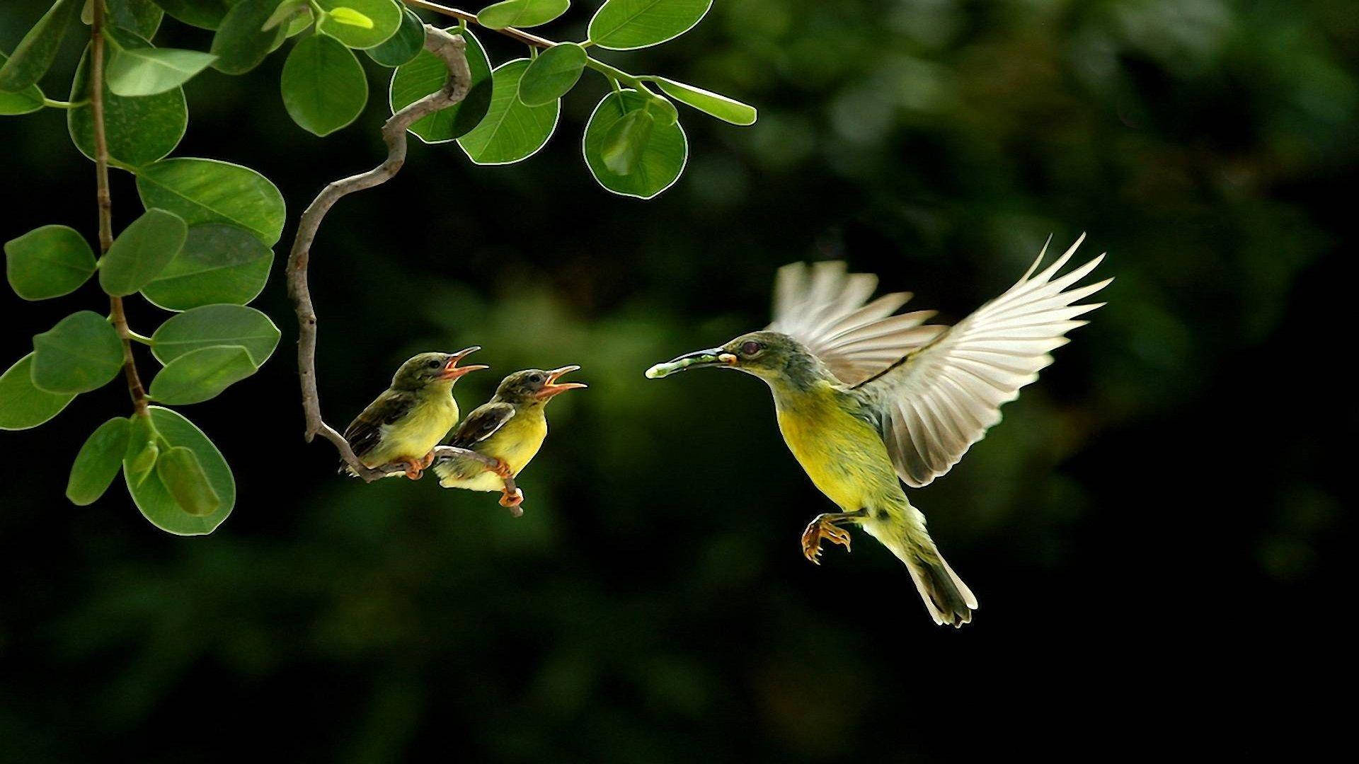 1920x1080 HD, birds mother and children weaver, vibrant yellow bird, Full HD Desktop Wallpaper