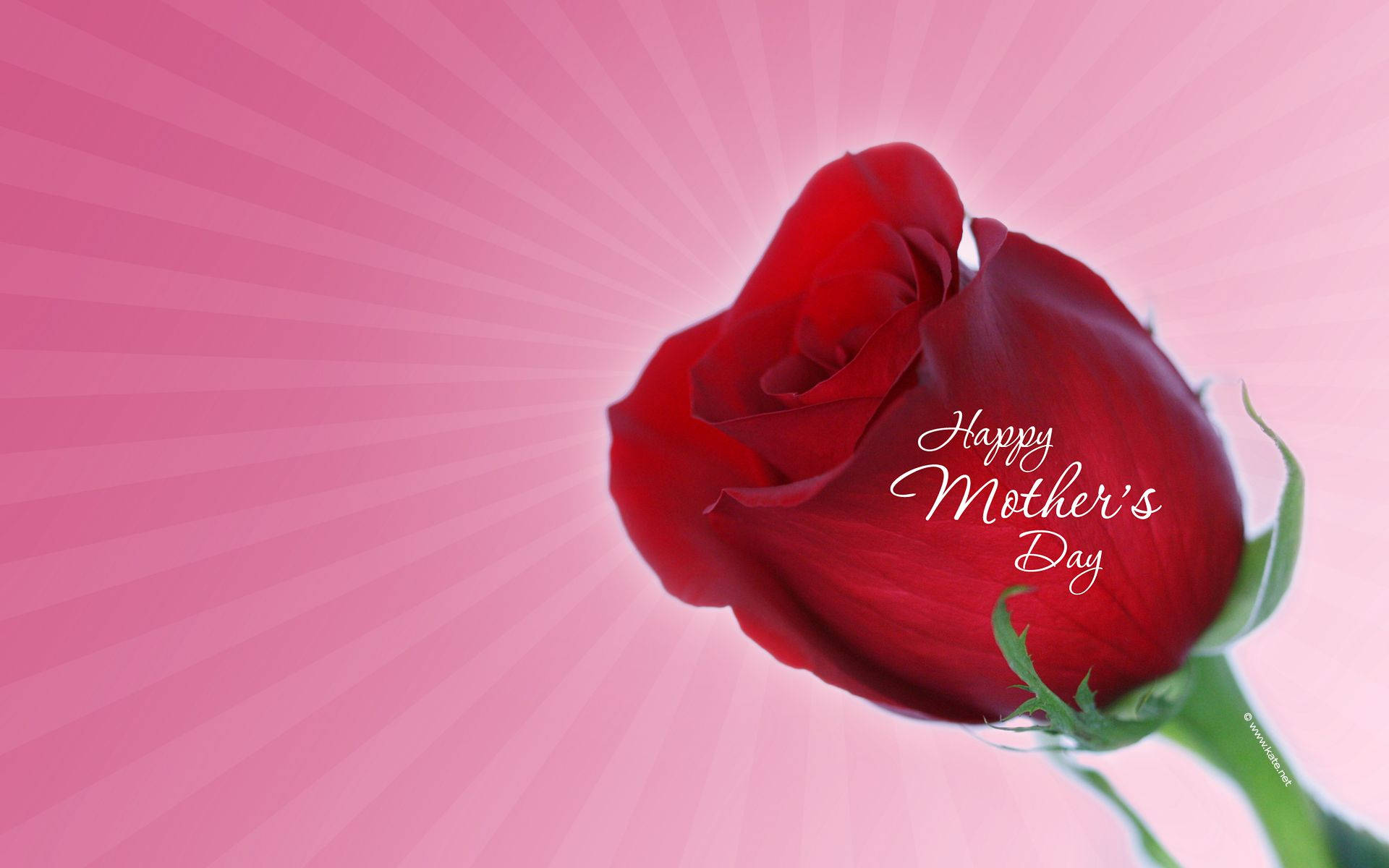 Rose Bud Mothers Day, vibrant red rose, green stem, Full HD Desktop Wallpaper