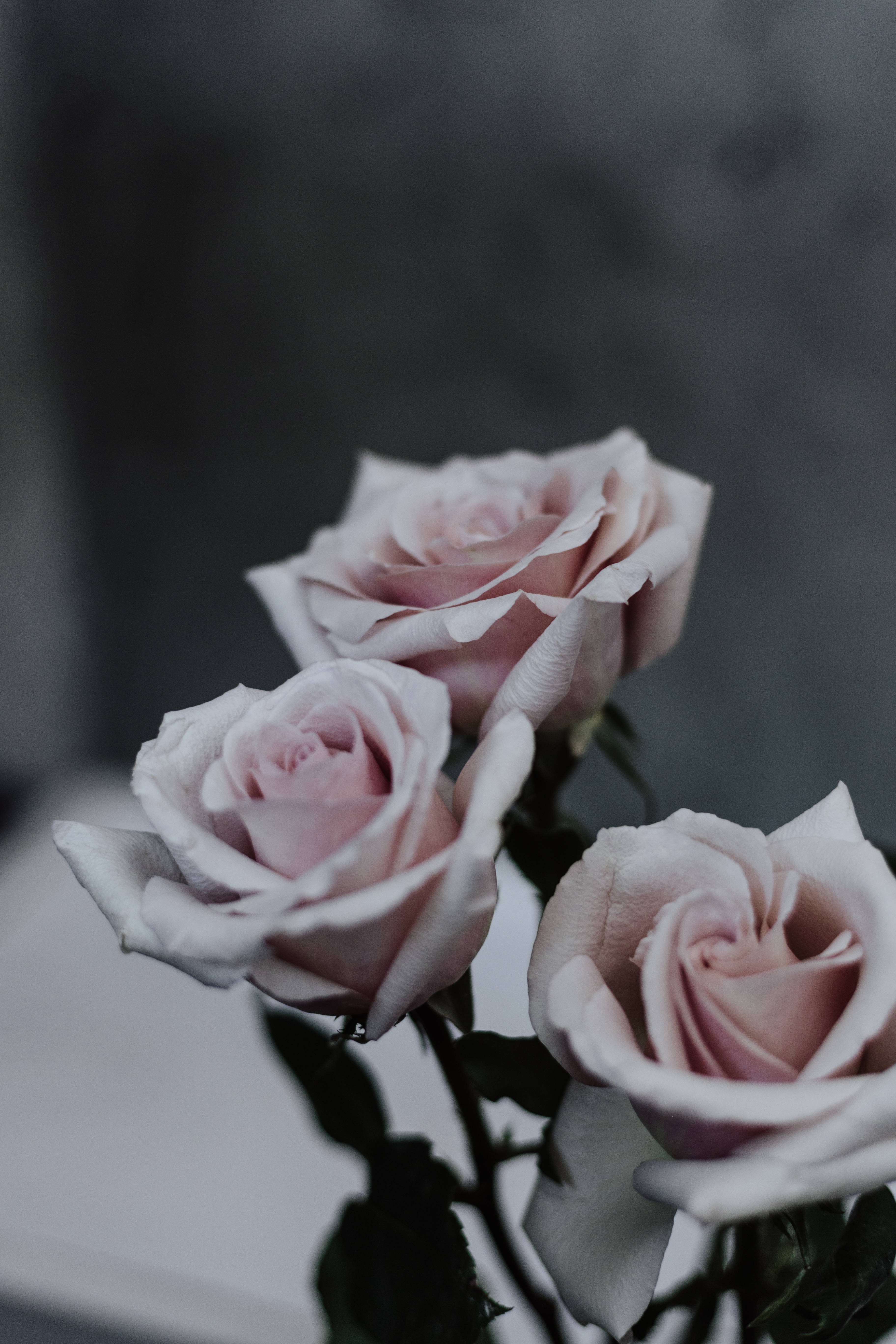 three pink roses, pale pink roses, soft petals, 5K Phone Wallpaper