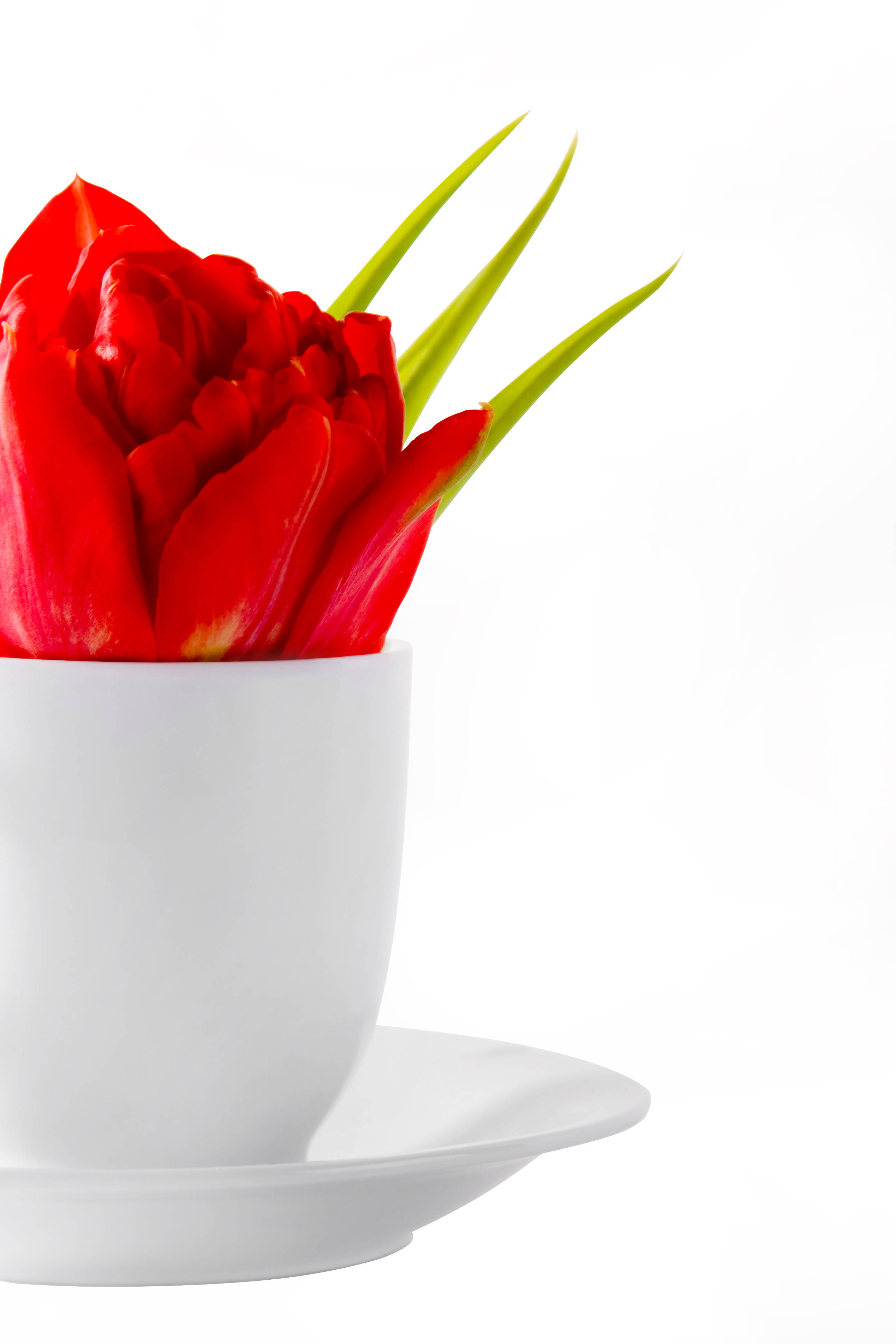 red tulip, green leaves, white cup, 4K Phone Wallpaper