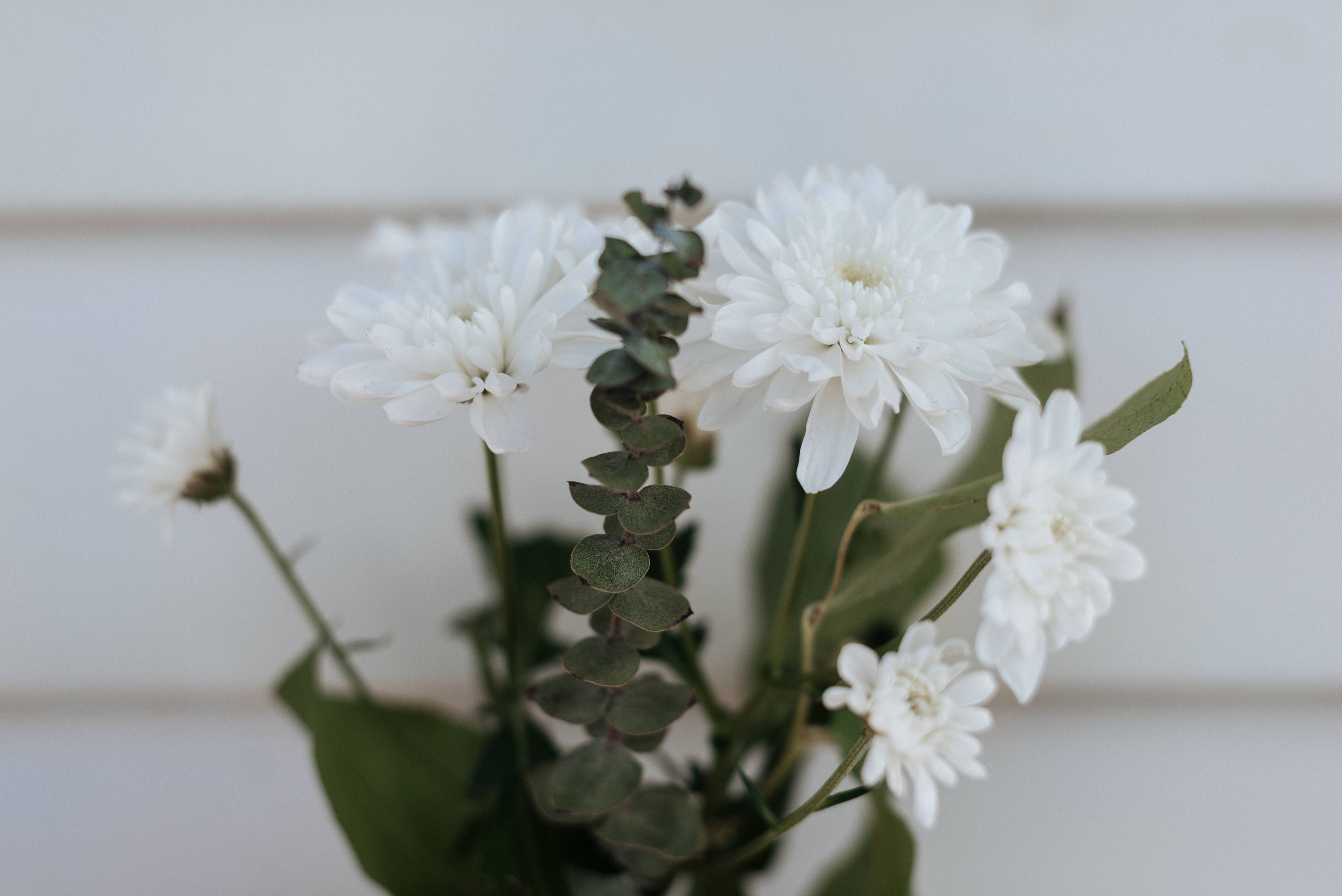 white chrysanthemums, eucalyptus leaves, minimalist bouquet, 5K Desktop Wallpaper