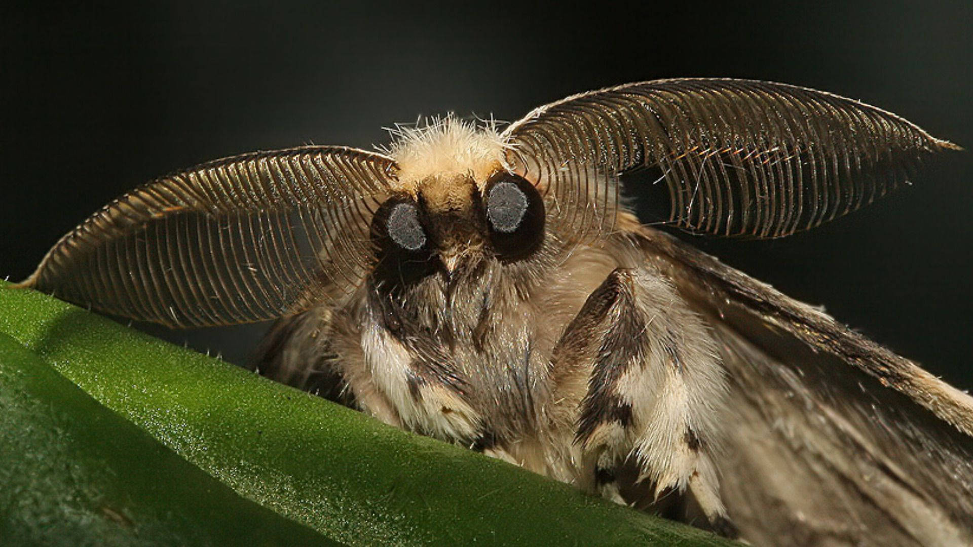 Mothra, big eyes, leaf, Full HD Desktop Wallpaper