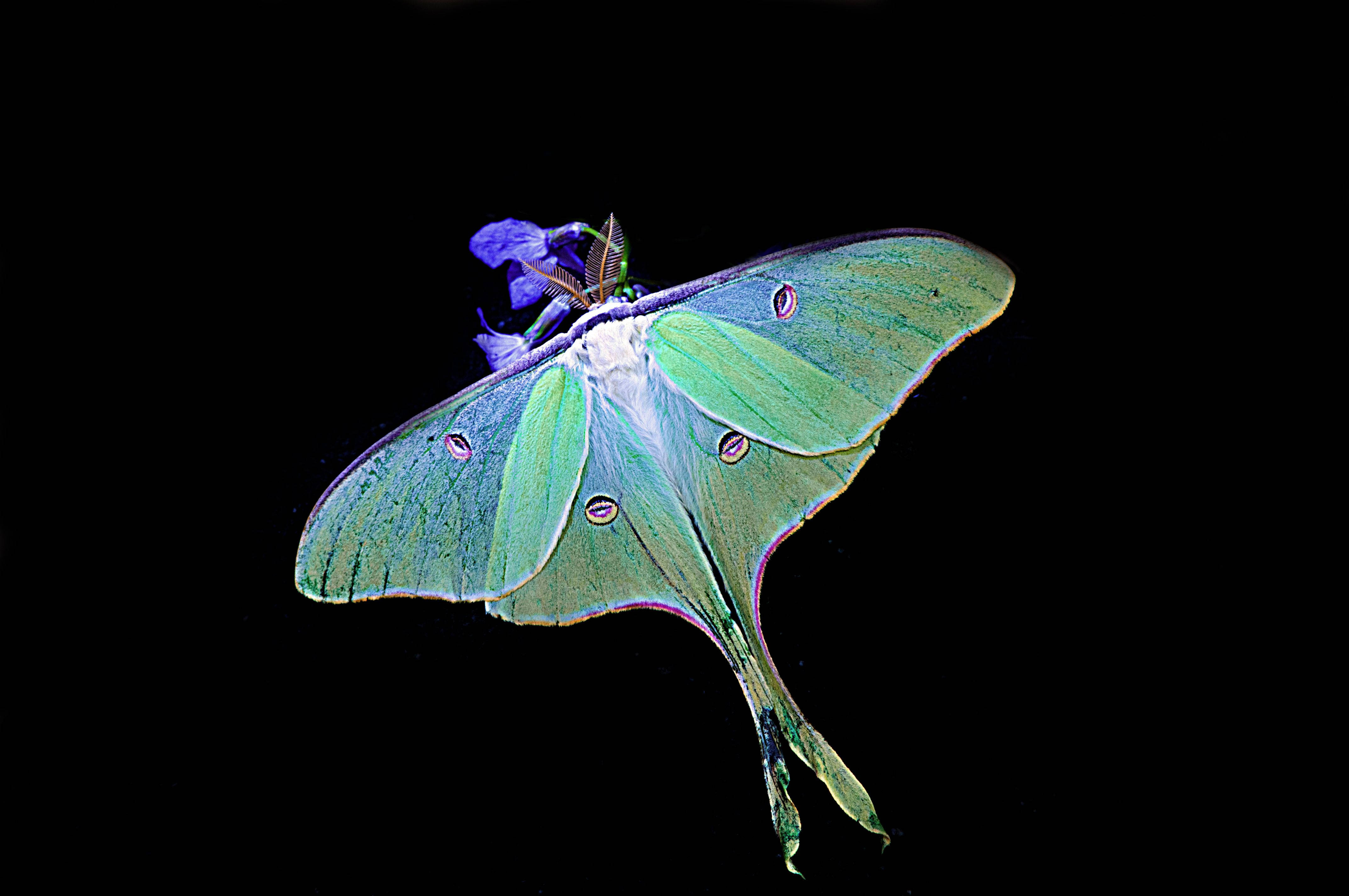 luminous green luna moth, eye spots, purple flower, 4K Desktop Wallpaper