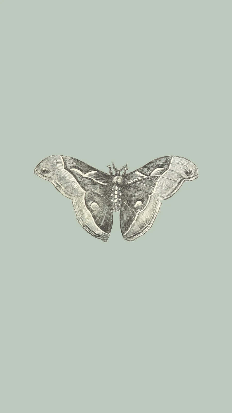 vintage engraving, large moth, intricate wing patterns, HD Phone Wallpaper