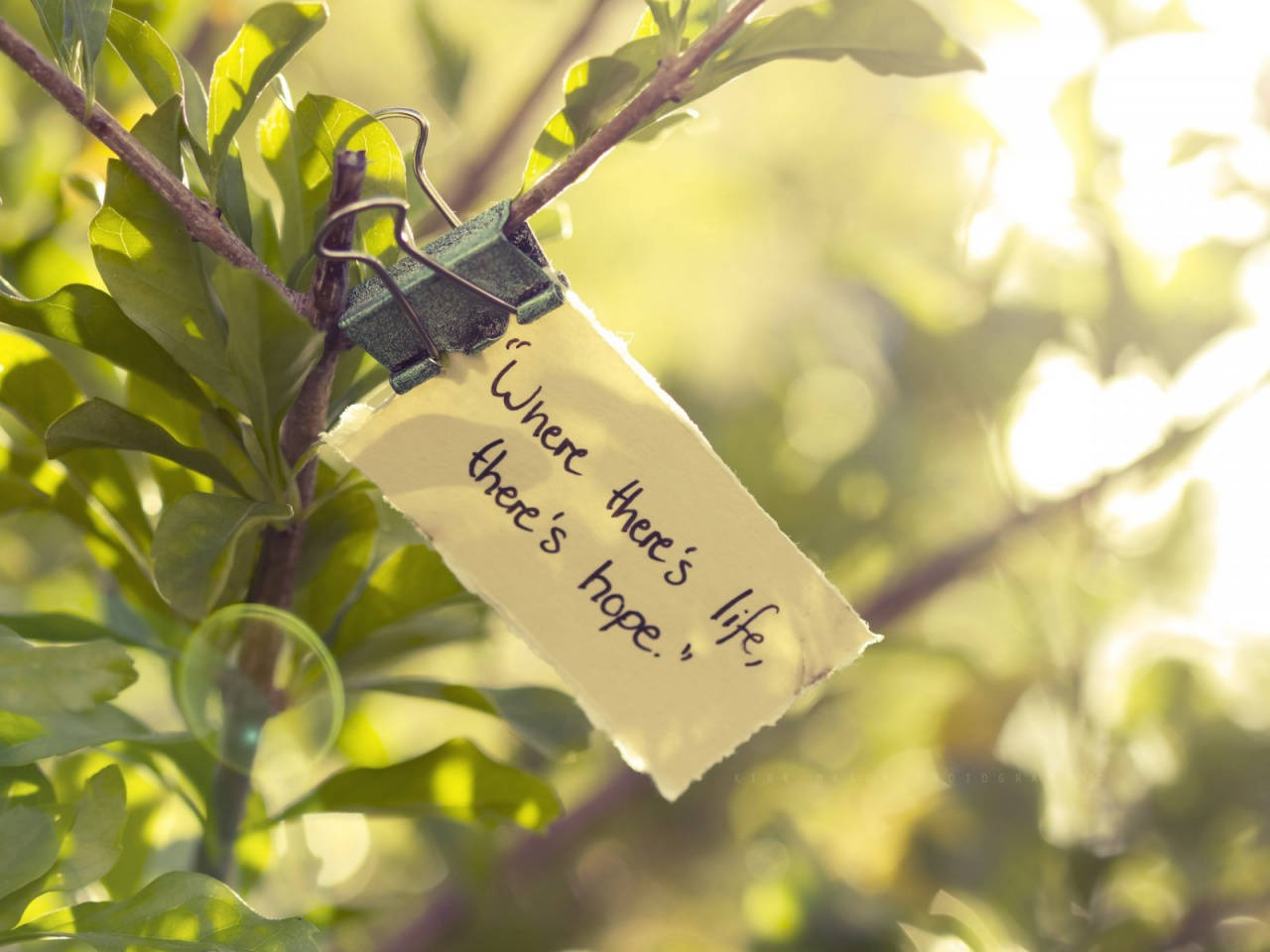 Macbook, sunlit tree branch, green leaves, HD Desktop Wallpaper
