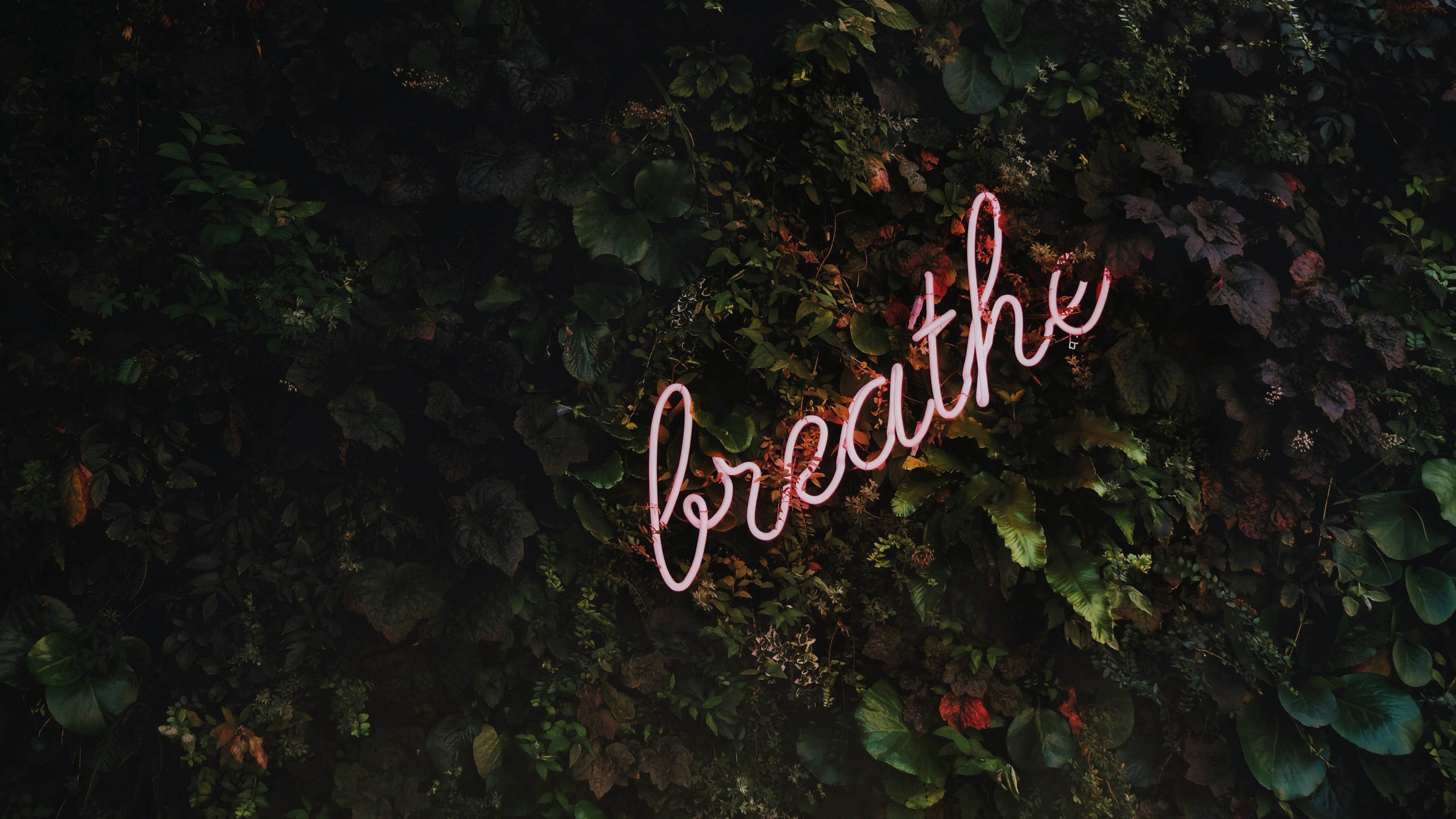 Motivation Macbook, 2560 x 1440, glowing pink neon sign, 2K Desktop Wallpaper