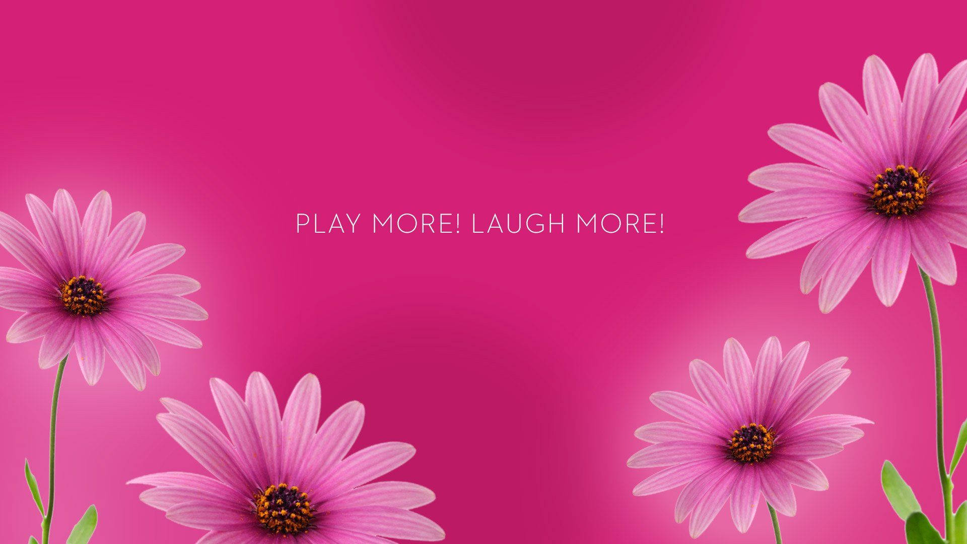 pink daisies, magenta background, white motivational text, Full HD Desktop Wallpaper