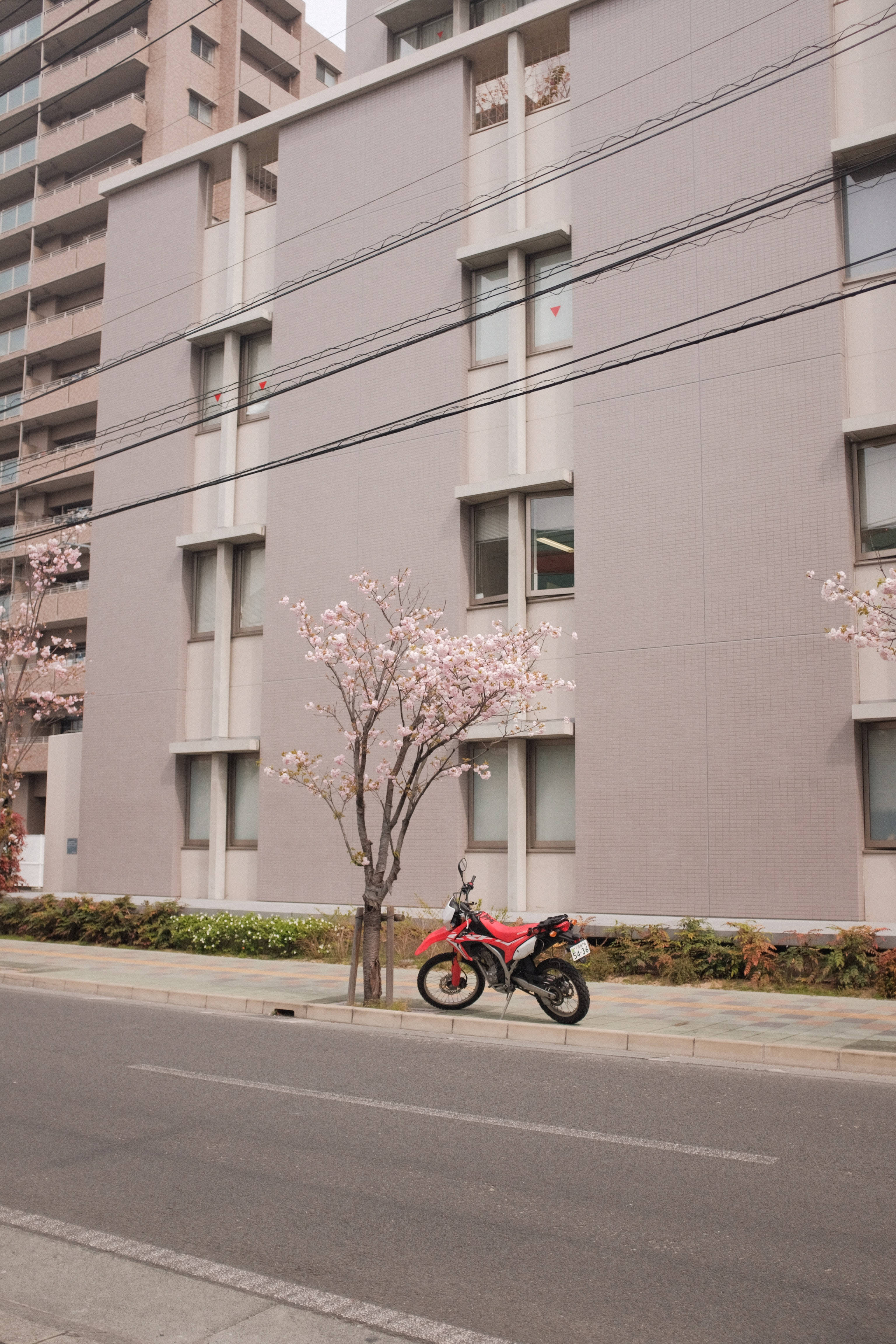red dirt bike, cherry blossom tree, modern apartment building, 4K Phone Wallpaper