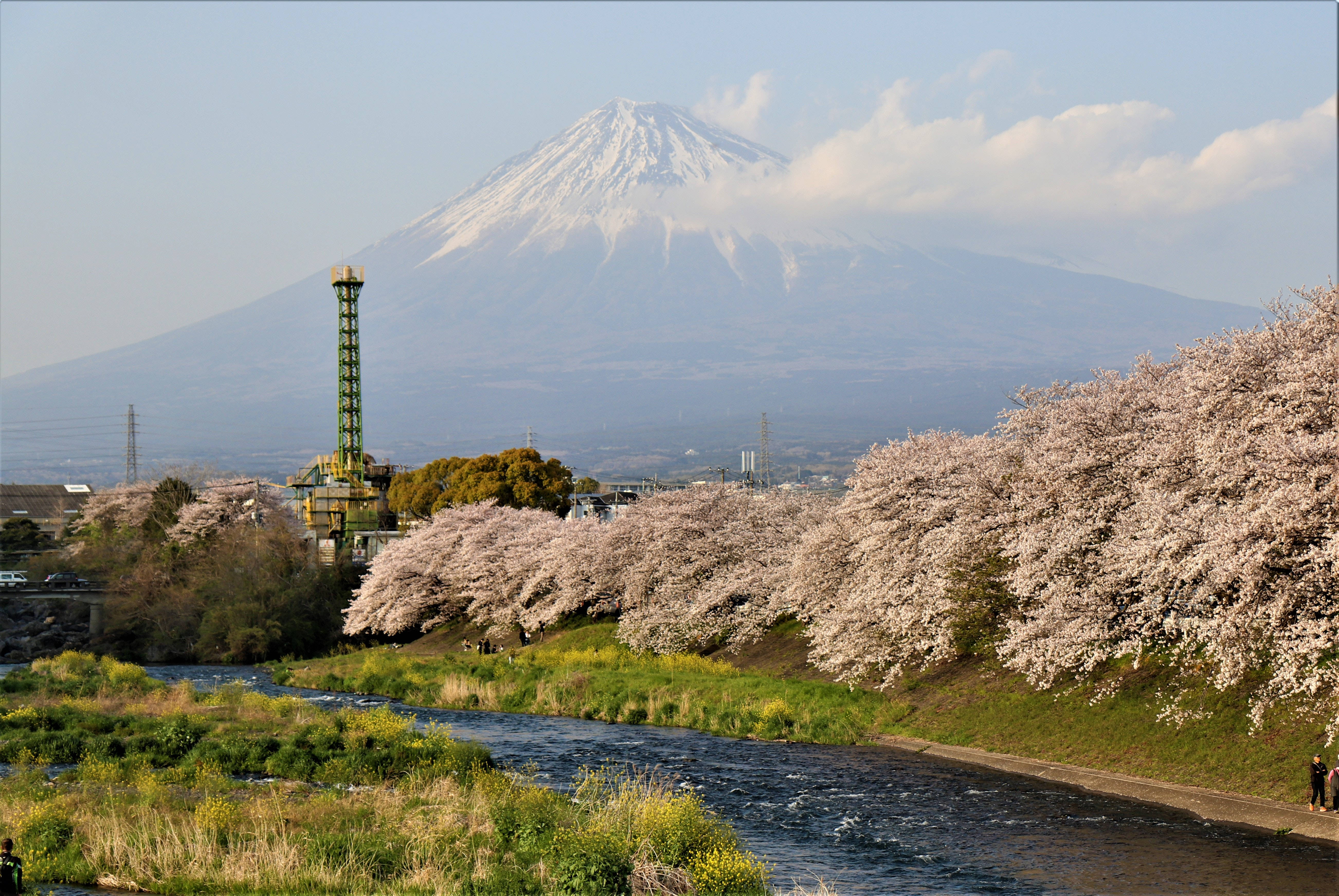 Mount Fuji, cherry blossoms, riverbank, 5K Desktop Wallpaper