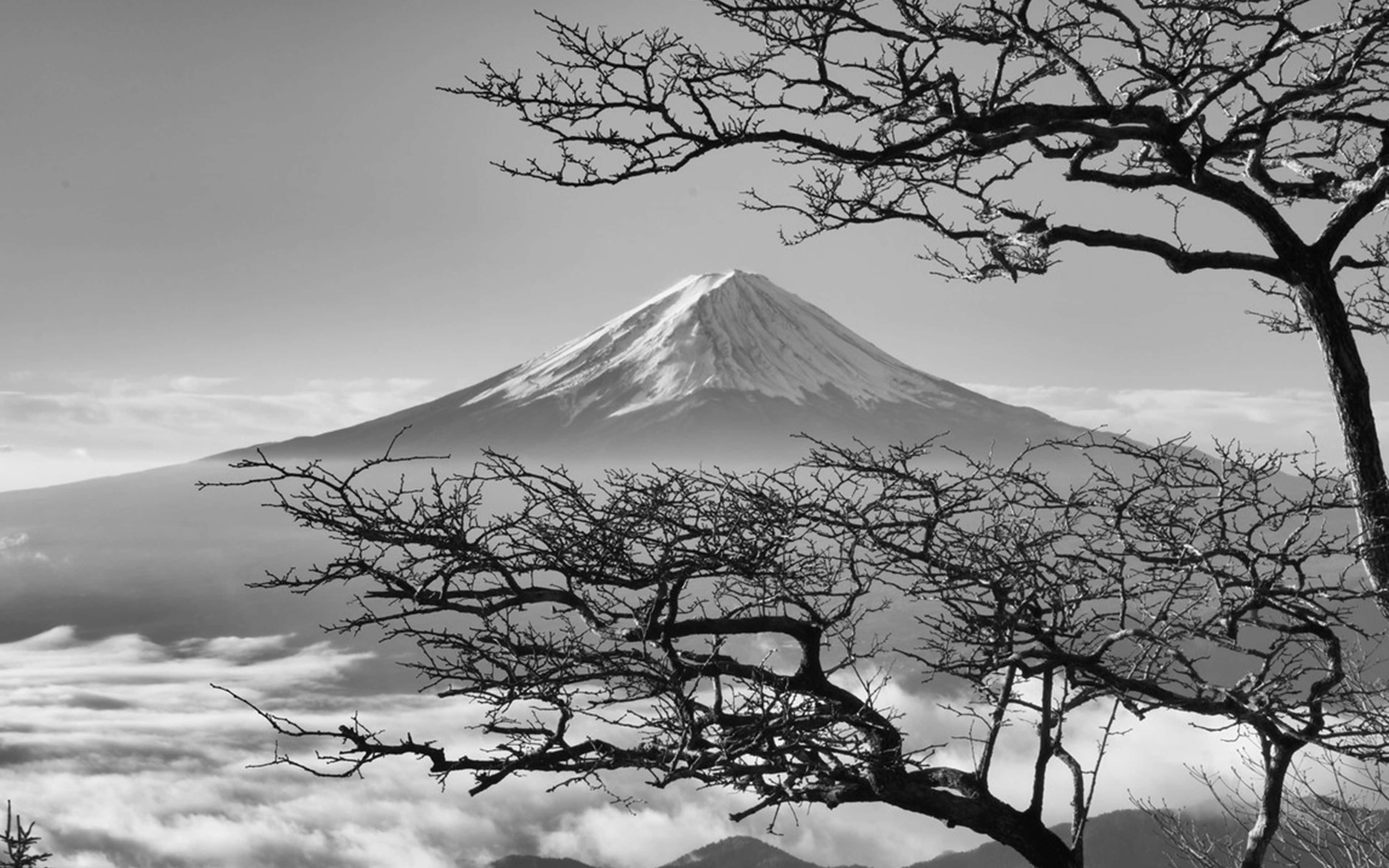 Mount Fuji, cherry blossoms, black and white, 4K Desktop Wallpaper
