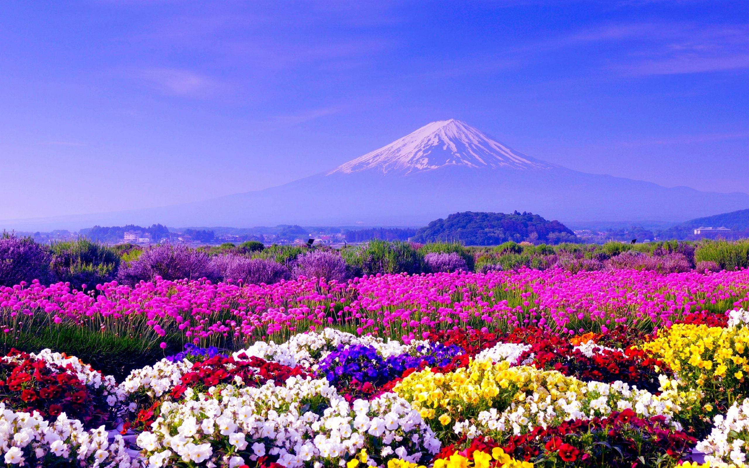 Mount Fuji, pink, purple, 2K Desktop Wallpaper