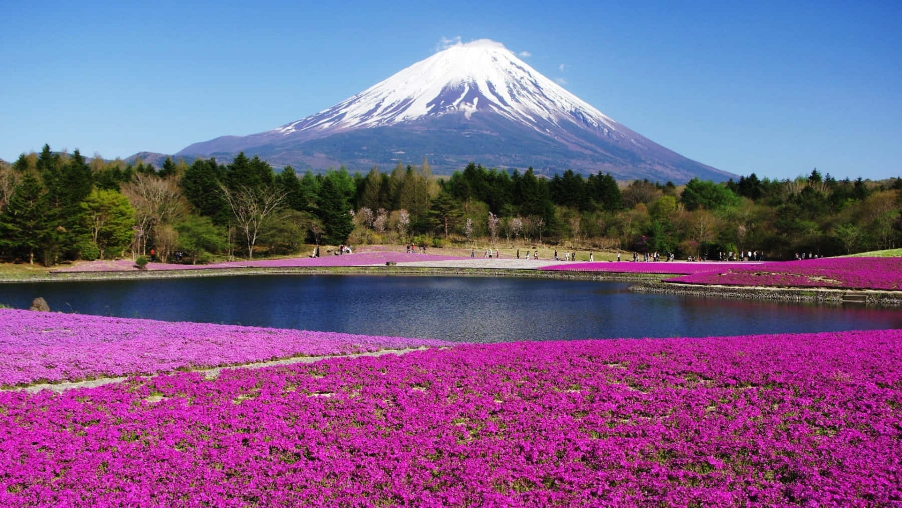 Mount Fuji, spring flowers, lake, HD Desktop Wallpaper