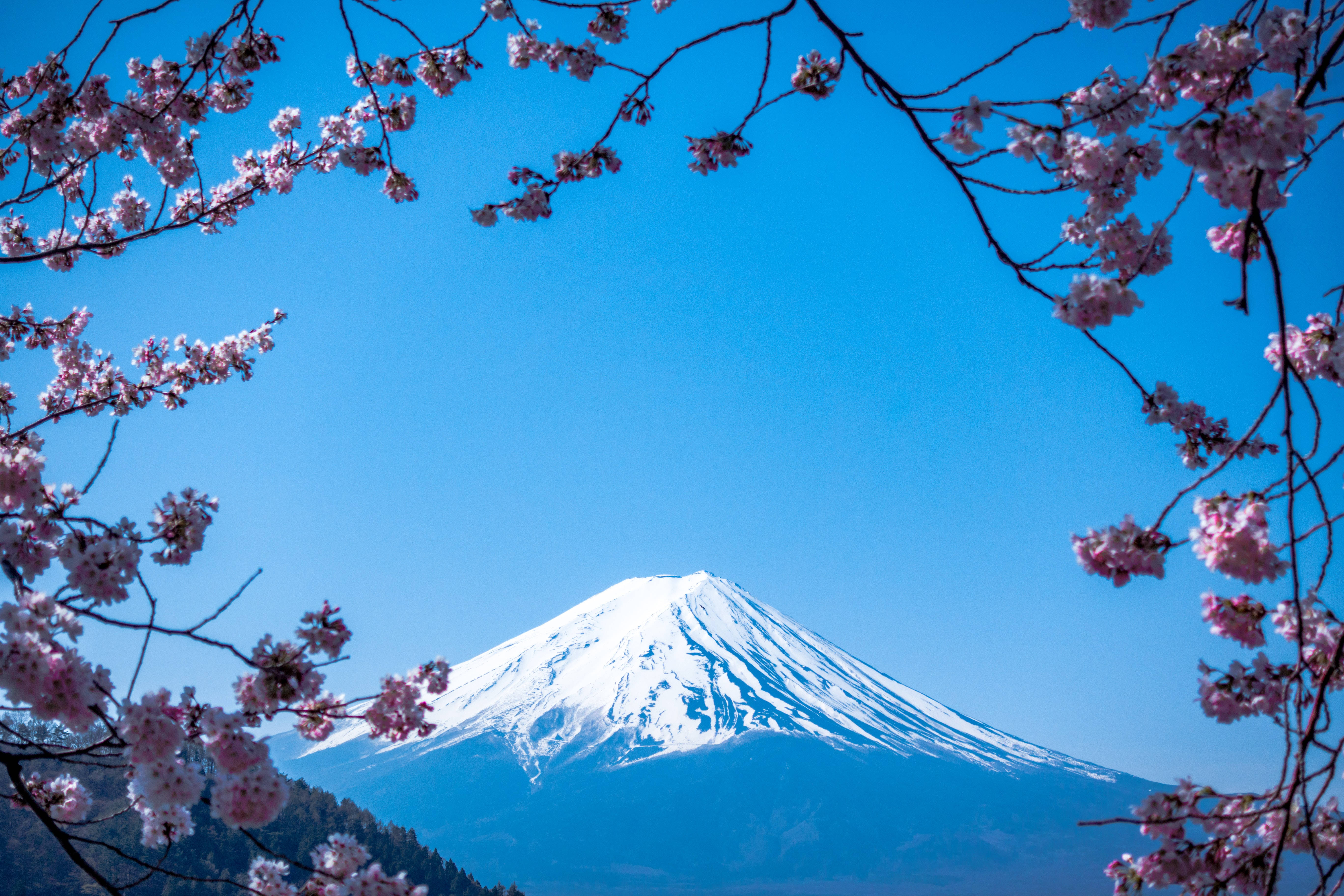 Mount Fuji, sakura blossoms, snow-capped, 5K Desktop Wallpaper