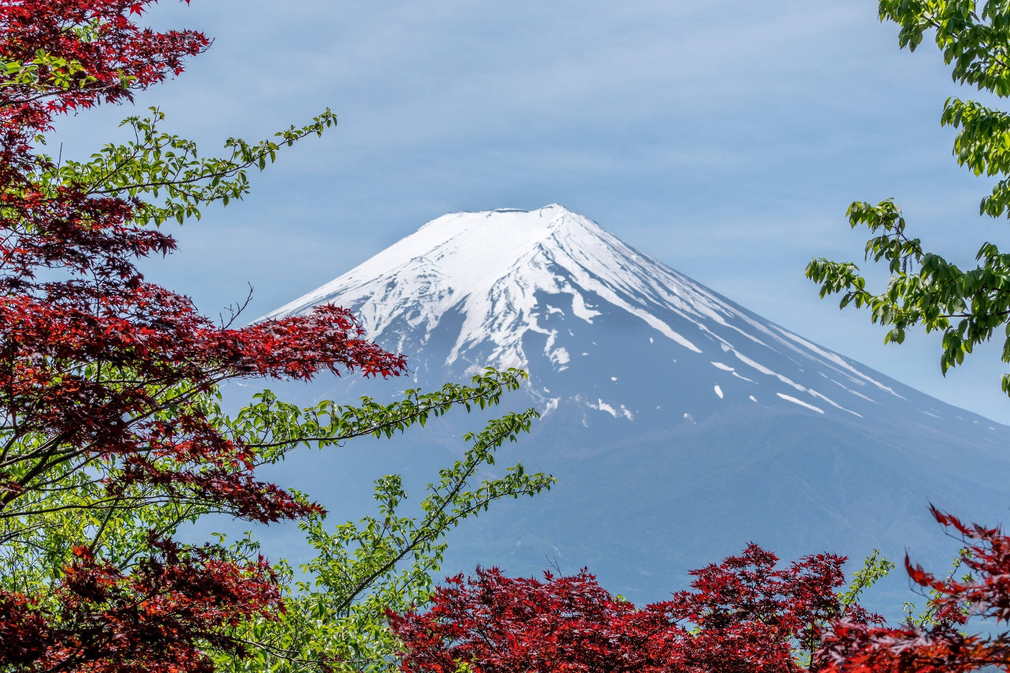 Mount Fuji, red maple leaves, green maple leaves, Full HD Desktop Wallpaper