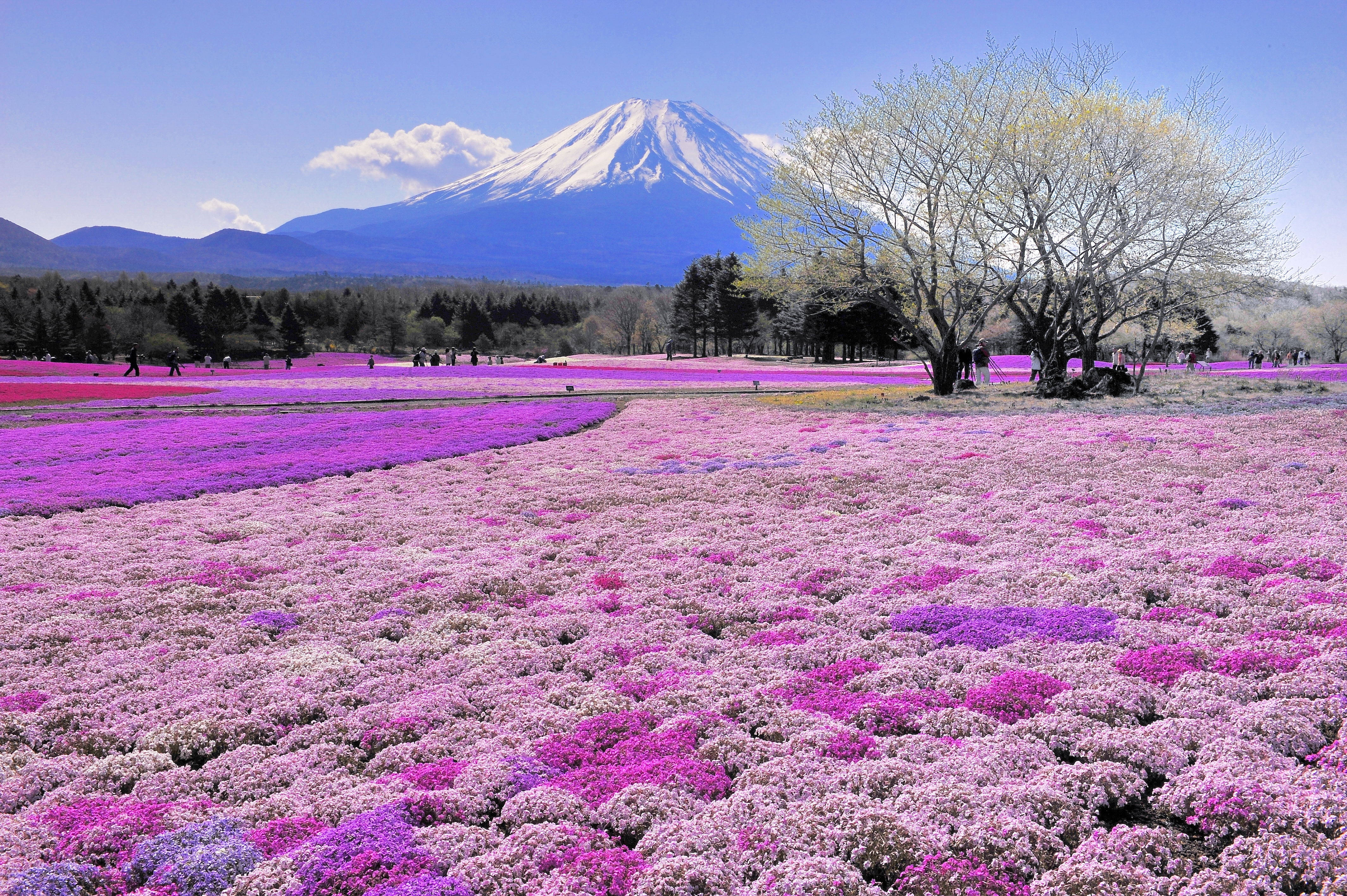 Mount Fuji, snow-capped, pink flower fields, 4K Desktop Wallpaper