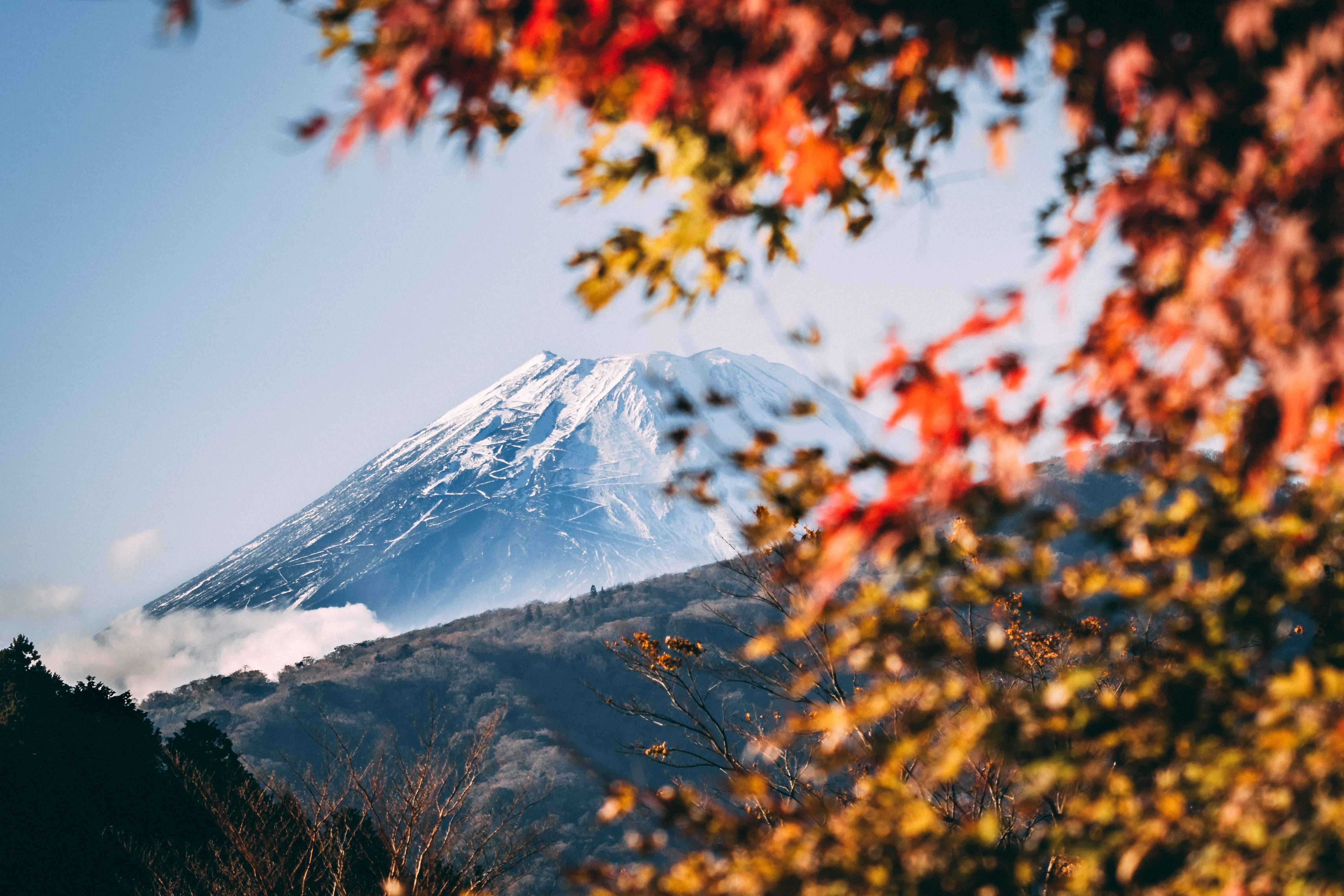 Mount Fuji, autumn leaves, snow-capped, 4K Desktop Wallpaper