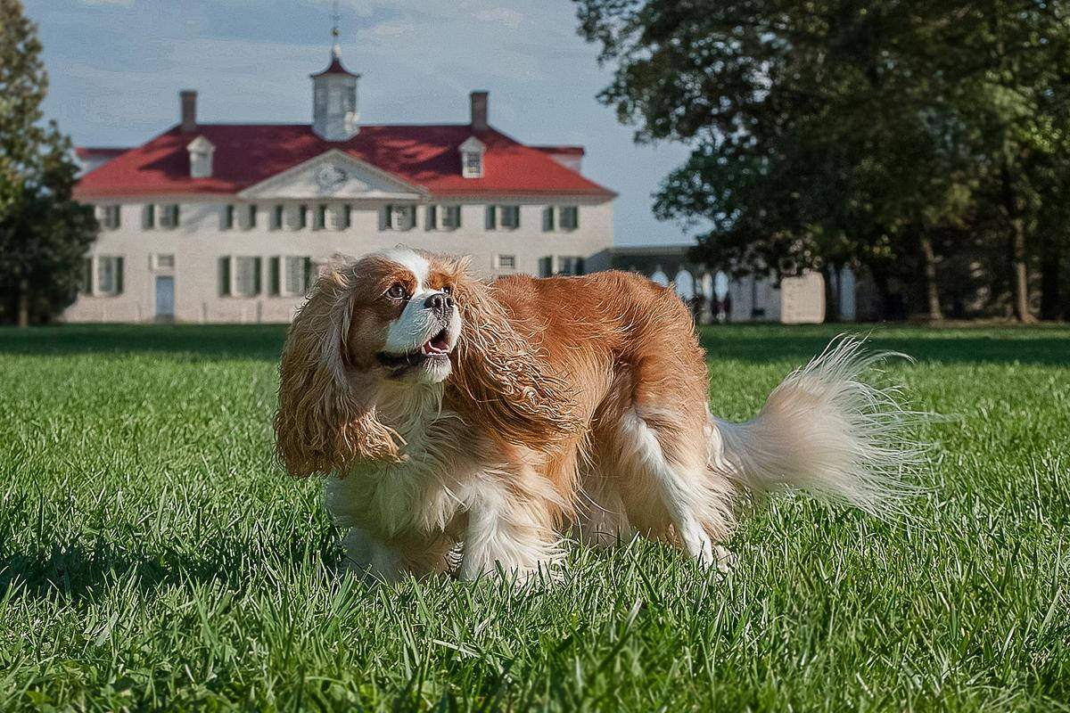 Mount Vernon, Cavalier King Charles Spaniel, vibrant green grass, SD Desktop Wallpaper